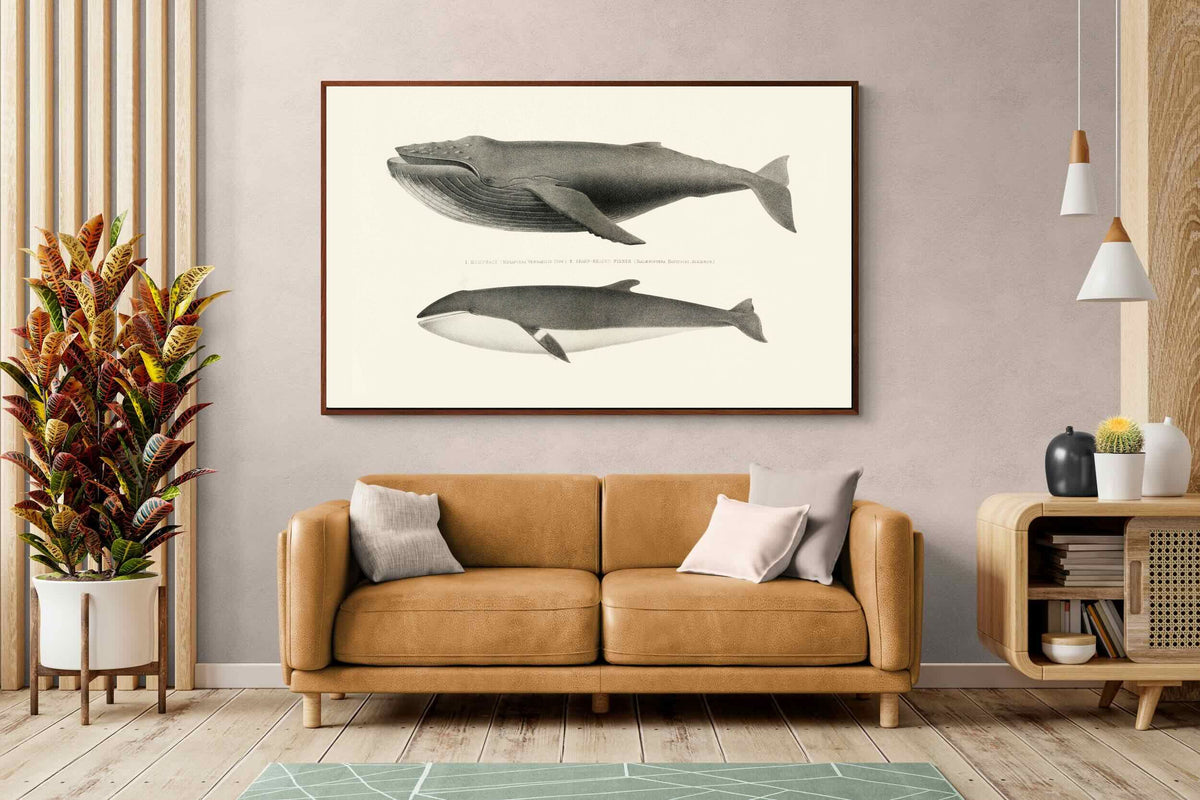 Pixalot ® Humpback & Minke Whales