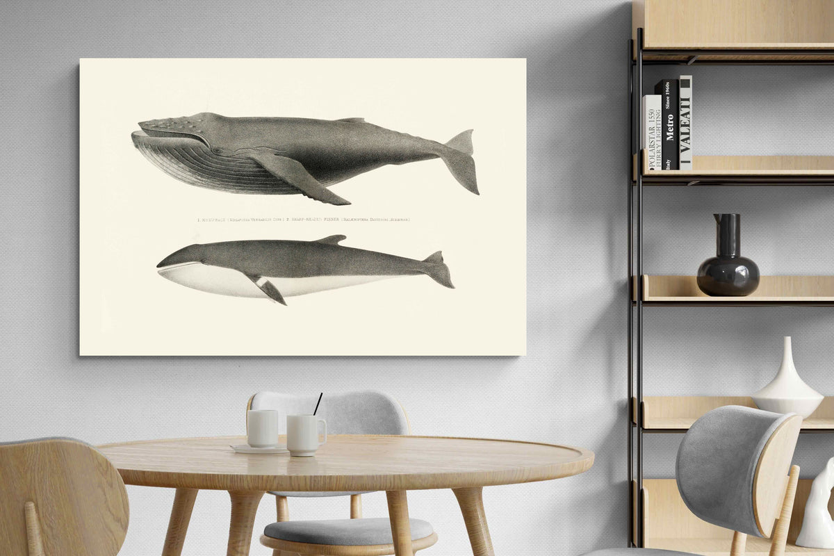 Pixalot ® Humpback & Minke Whales