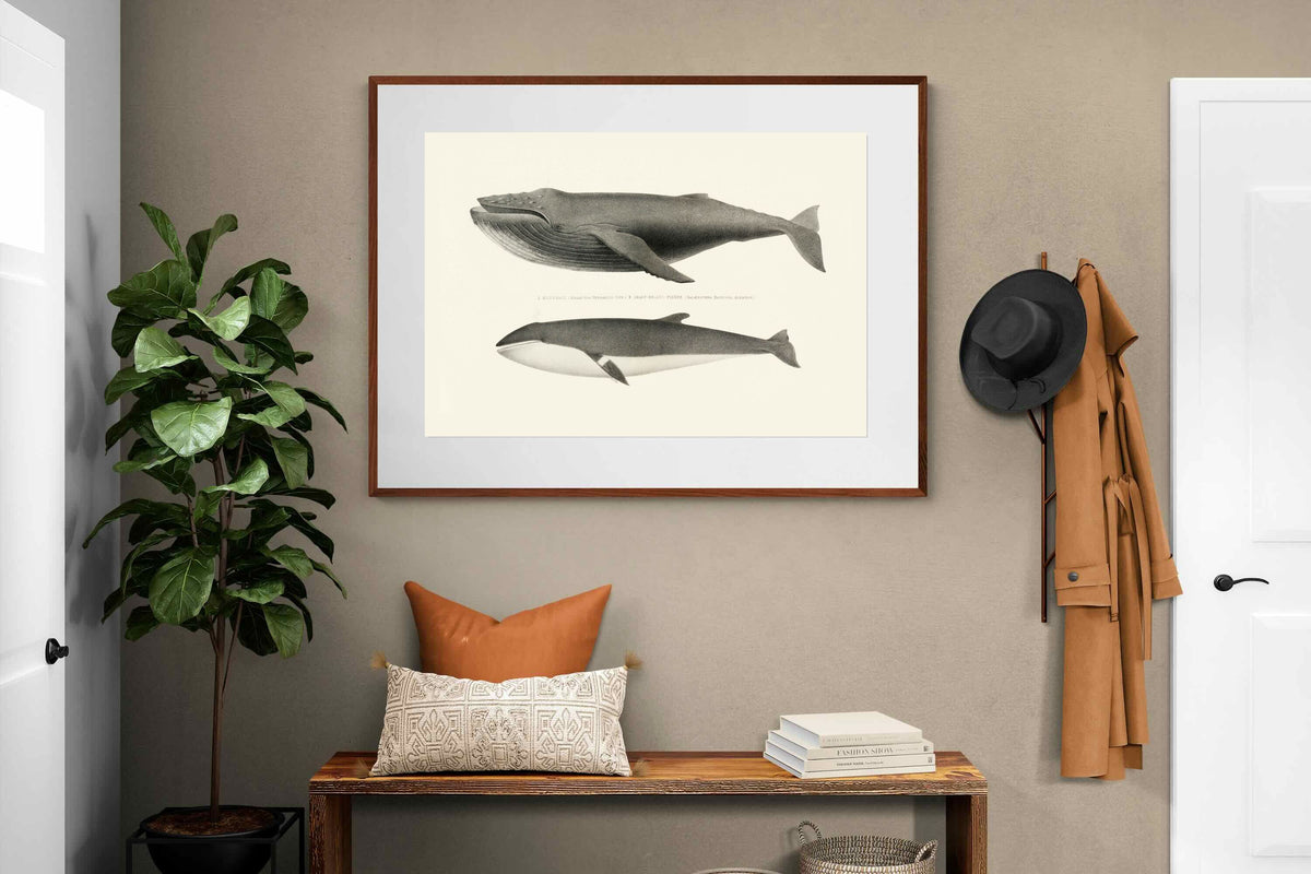 Pixalot ® Humpback & Minke Whales