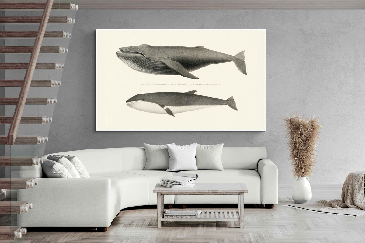 Pixalot ® Humpback & Minke Whales