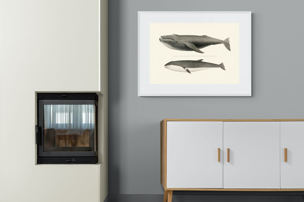 Pixalot ® Humpback & Minke Whales
