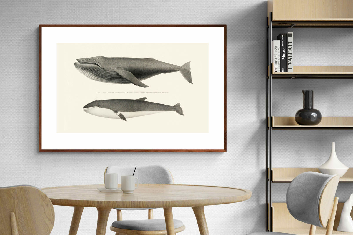 Pixalot ® Humpback & Minke Whales