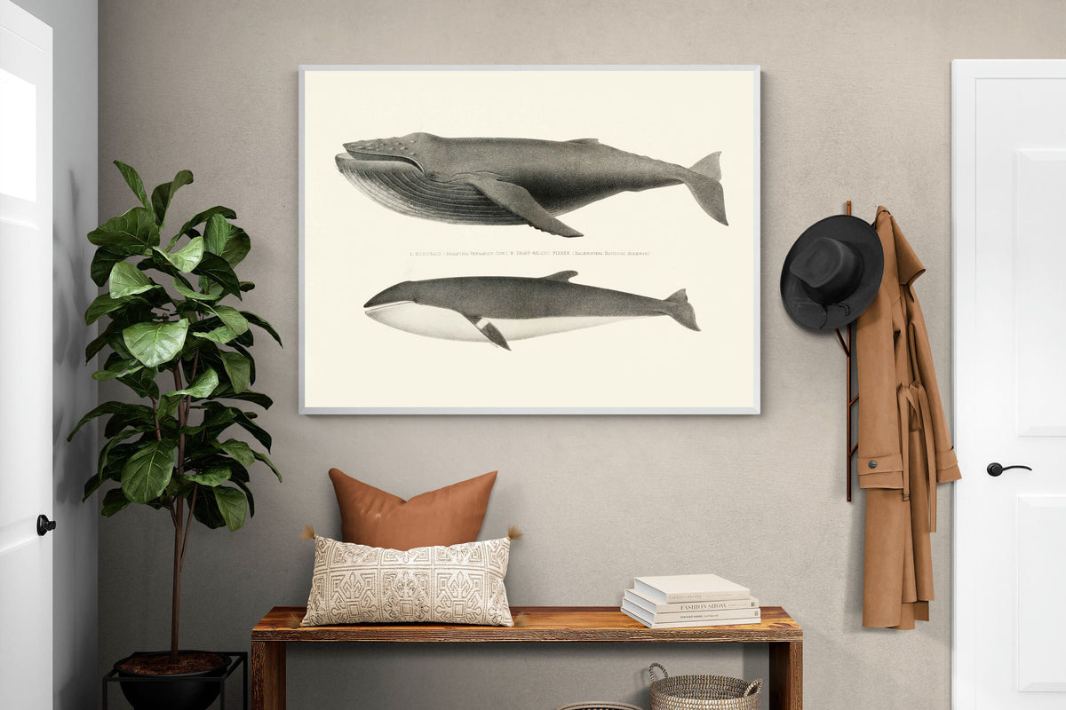 Pixalot ® Humpback & Minke Whales