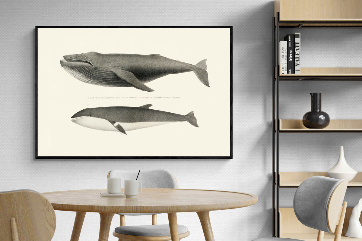 Pixalot ® Humpback & Minke Whales