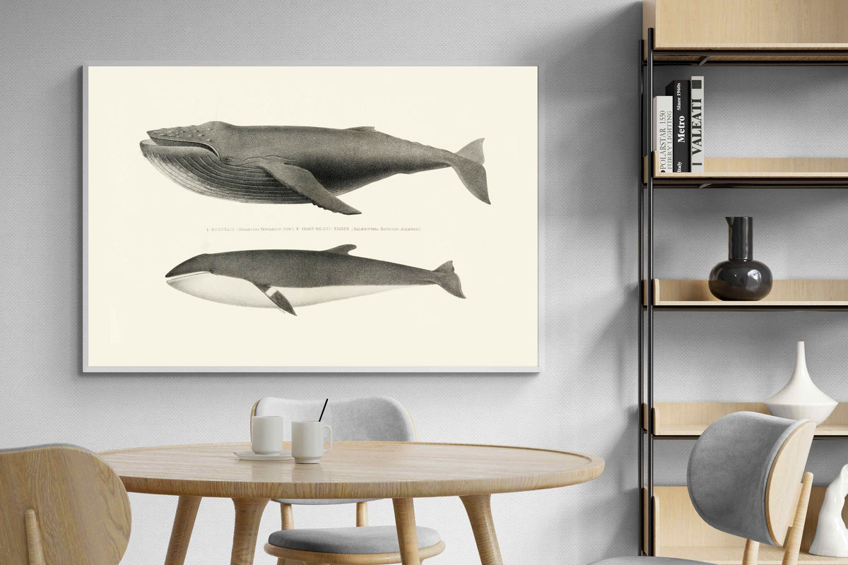 Pixalot ® Humpback & Minke Whales