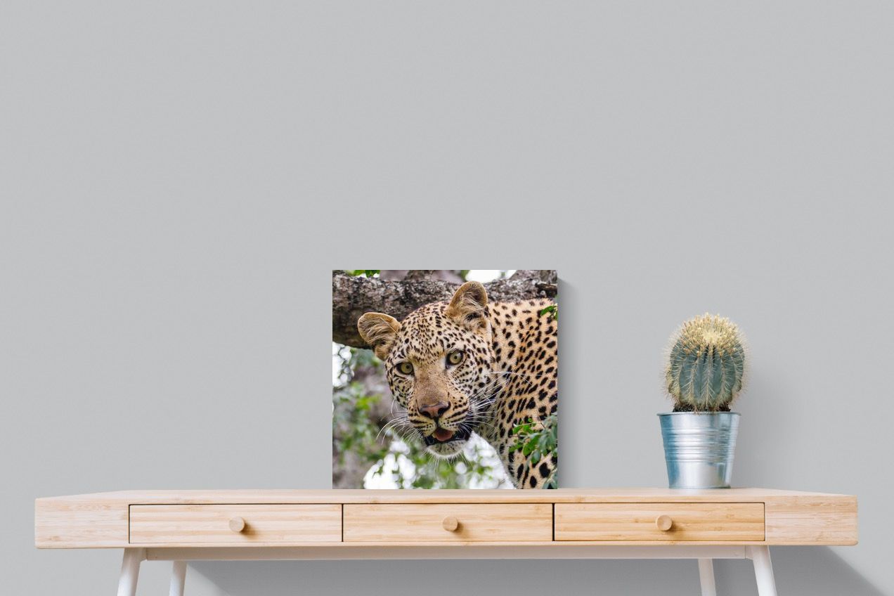 Pixalot ® Wild Gaze