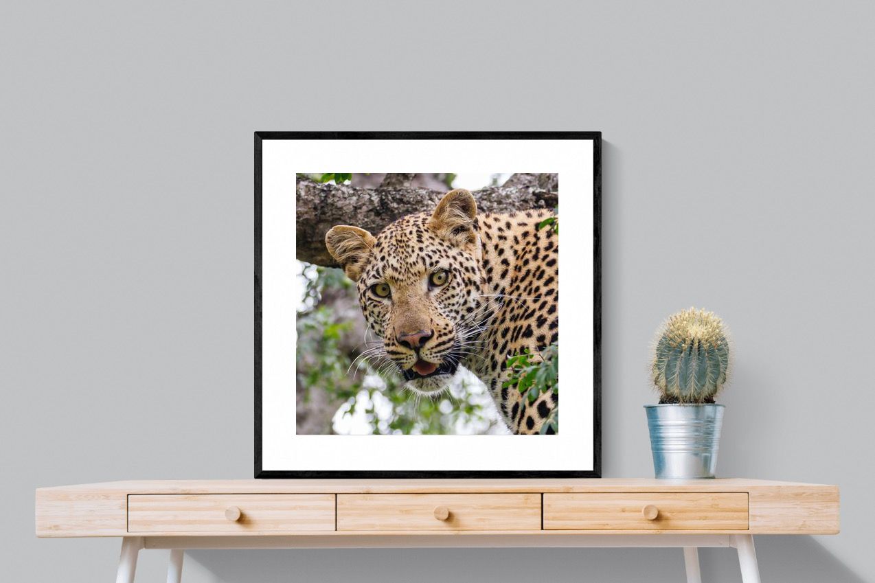 Pixalot ® Wild Gaze