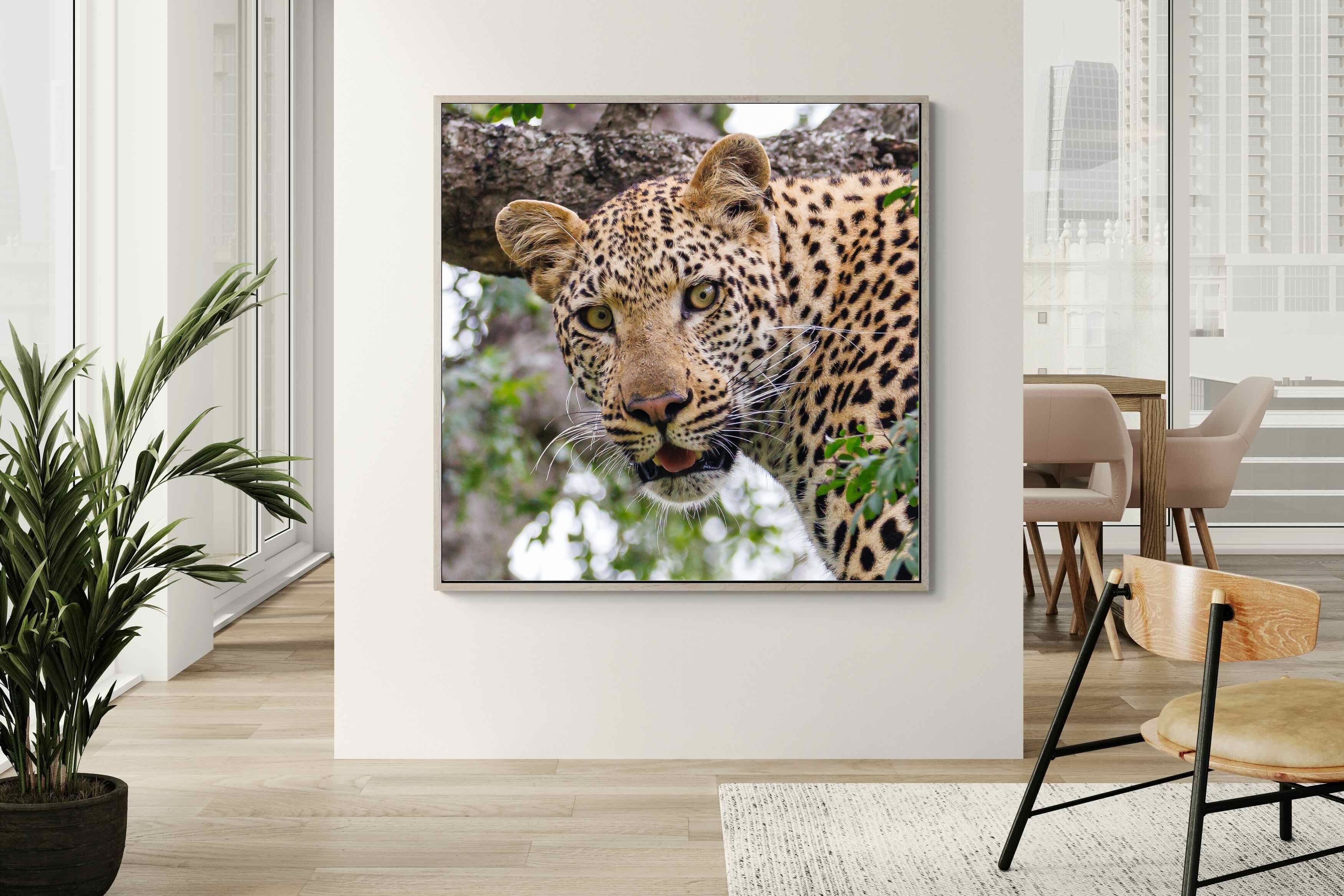 Pixalot ® Wild Gaze