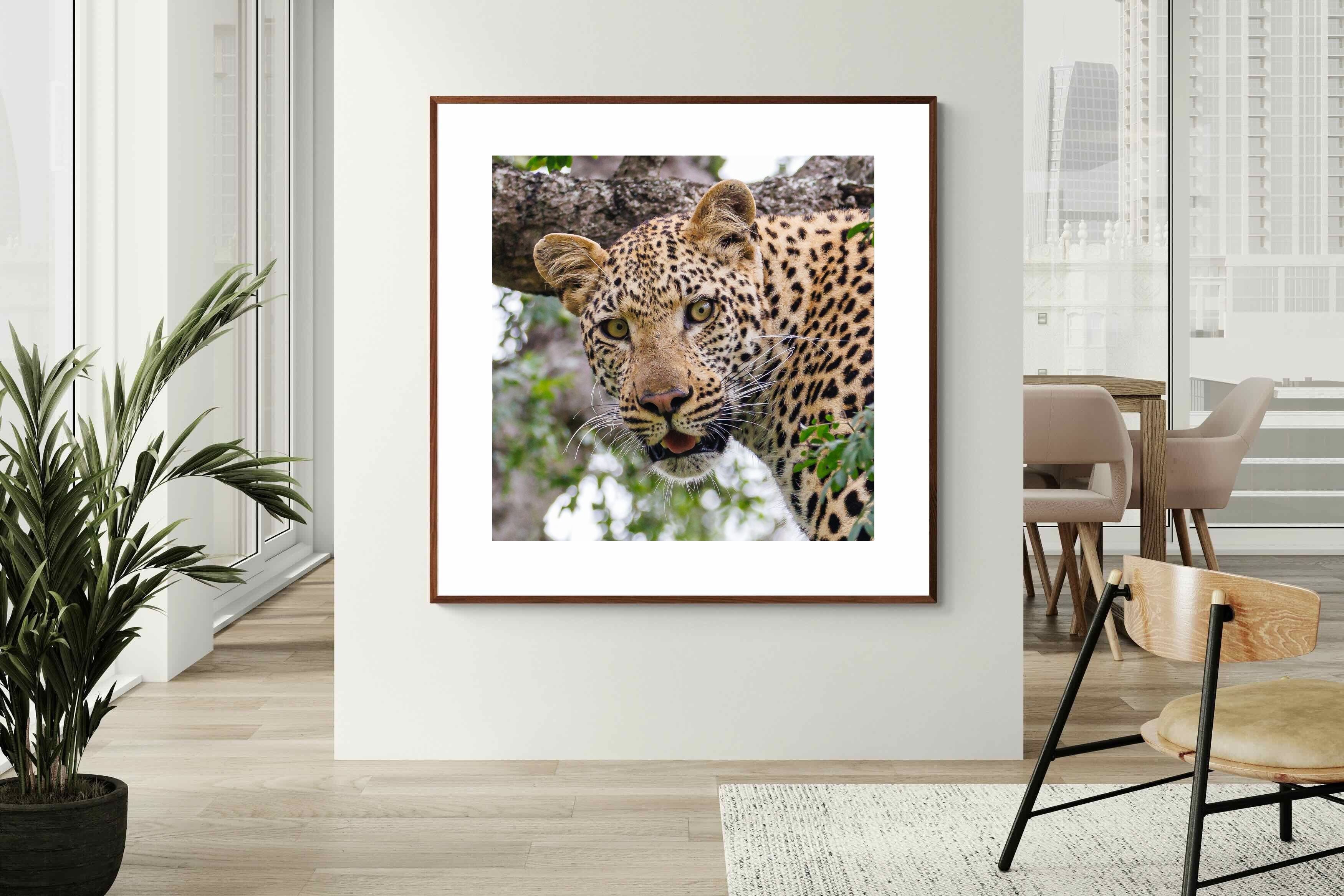 Pixalot ® Wild Gaze