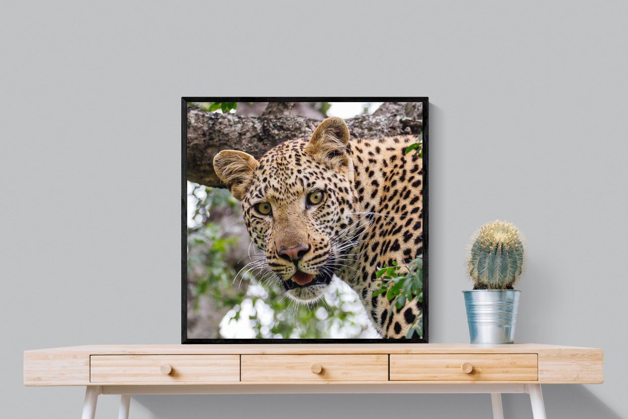 Pixalot ® Wild Gaze