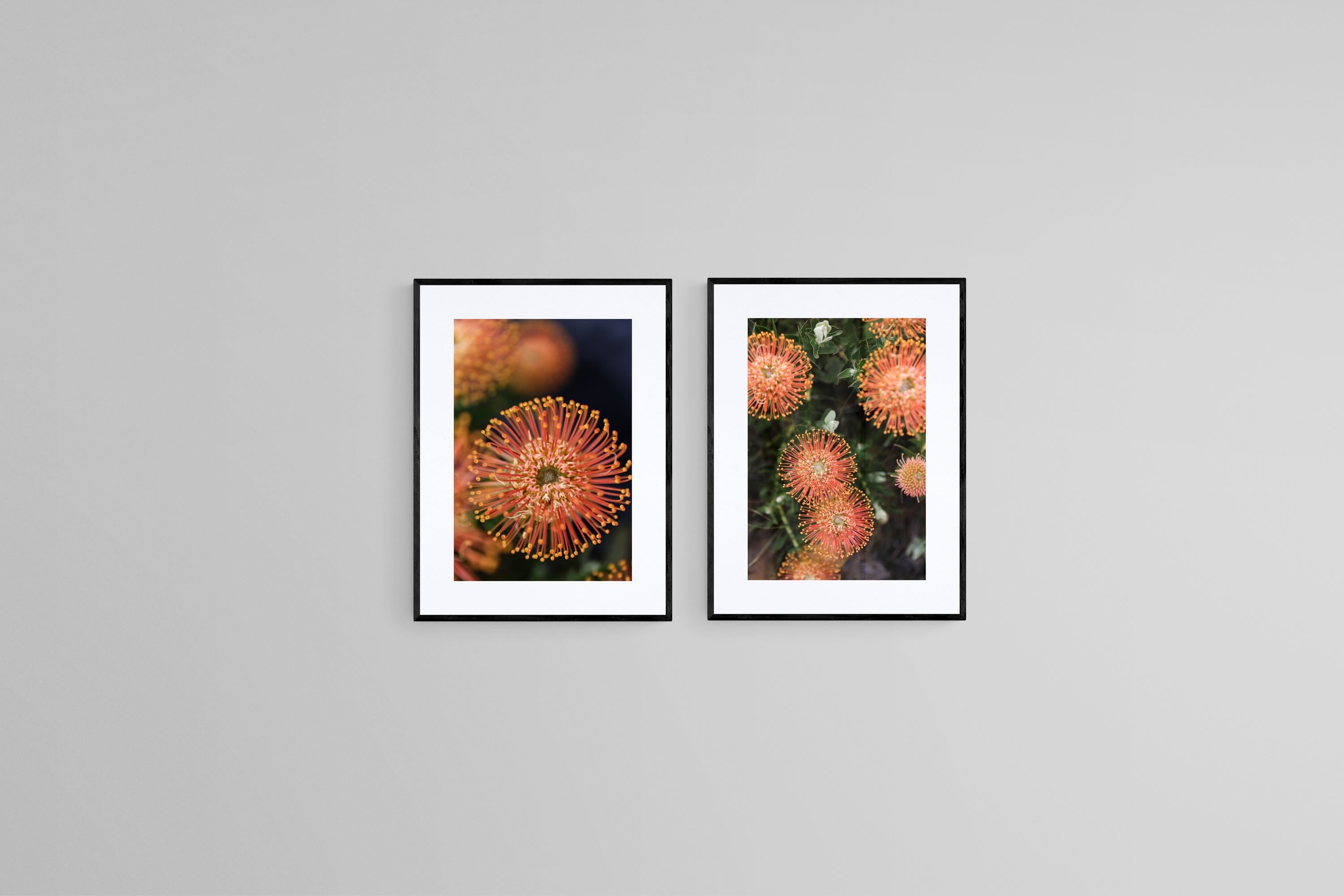 Protea Bloom Diptych