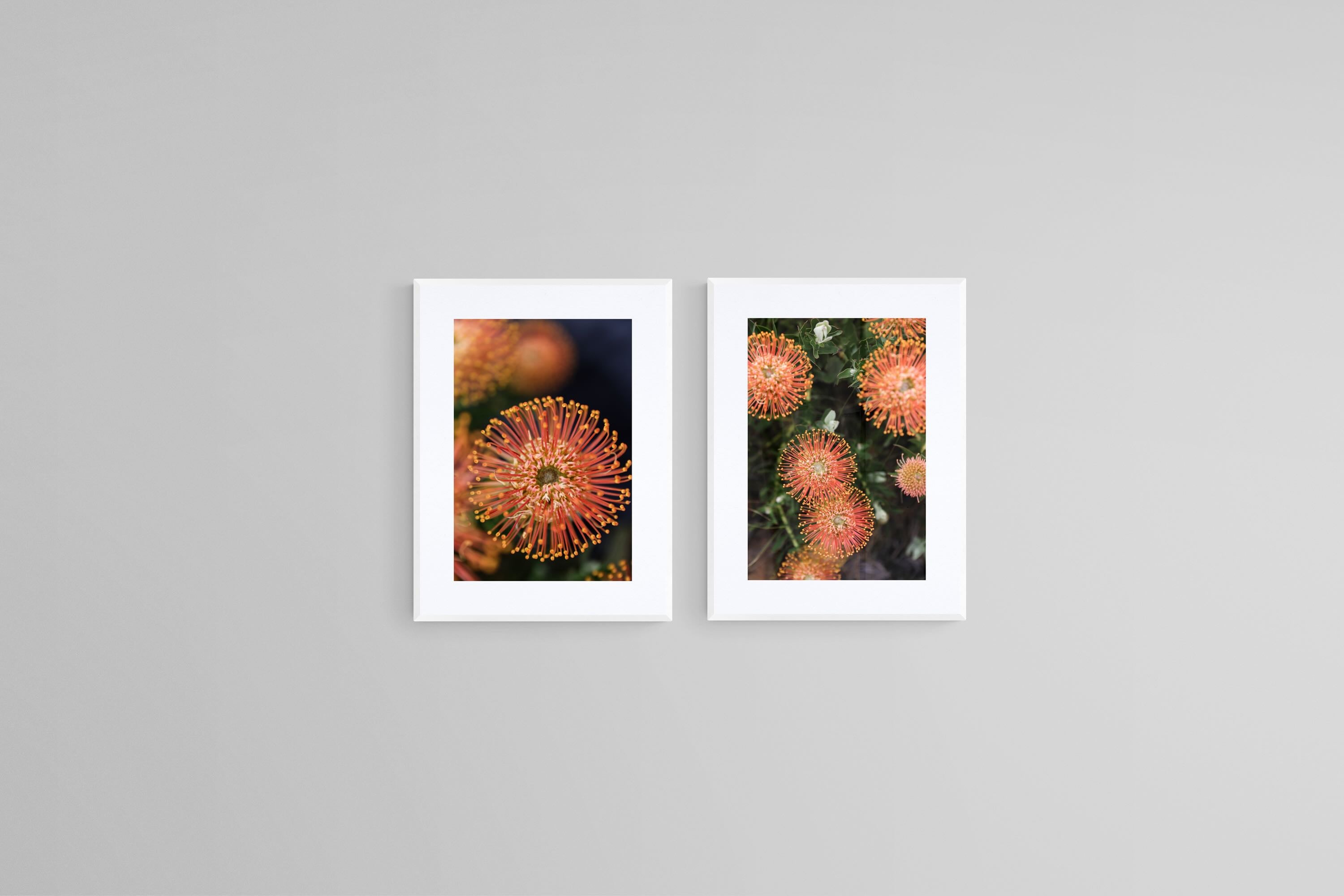 Protea Bloom Diptych