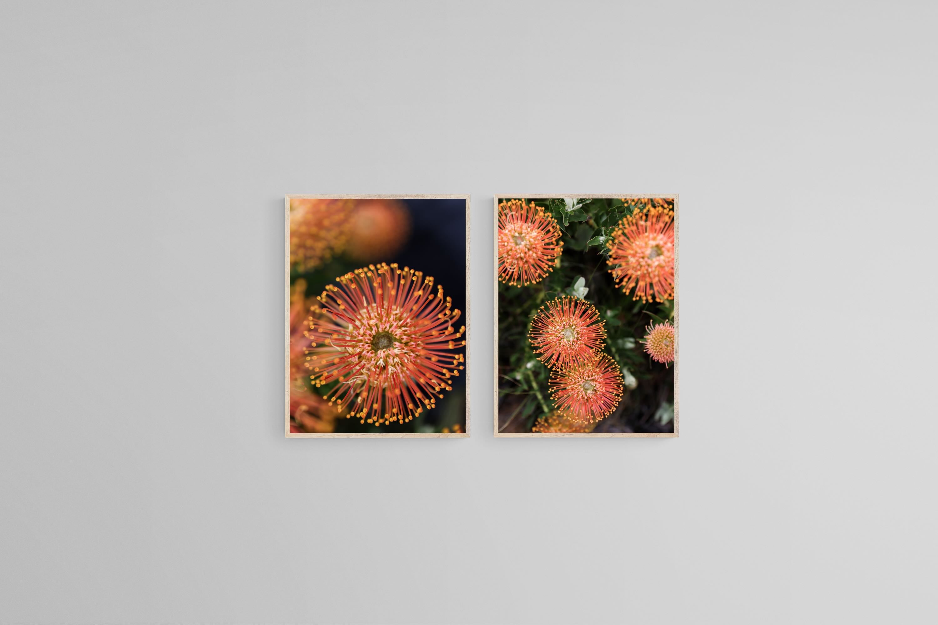 Protea Bloom Diptych