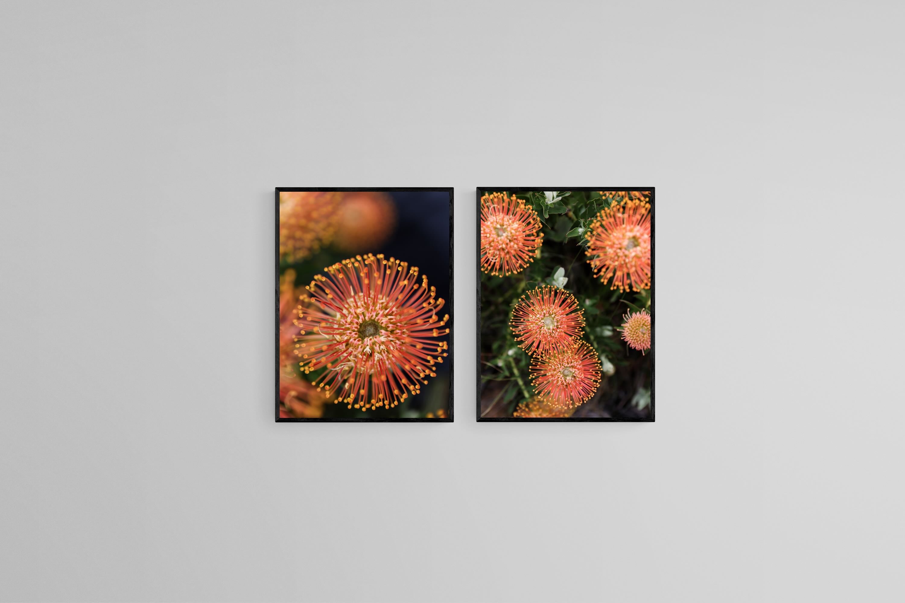 Protea Bloom Diptych