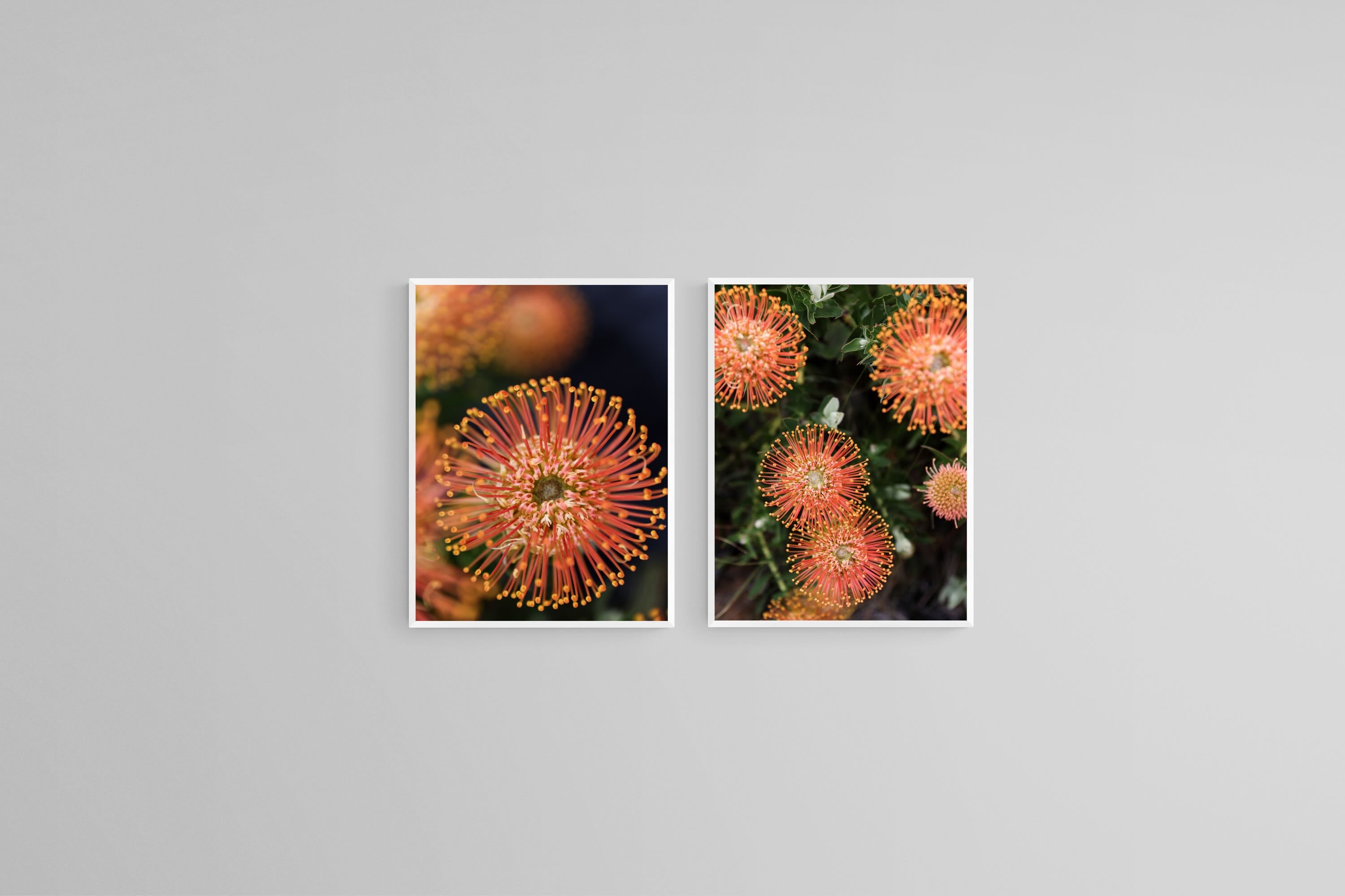 Protea Bloom Diptych