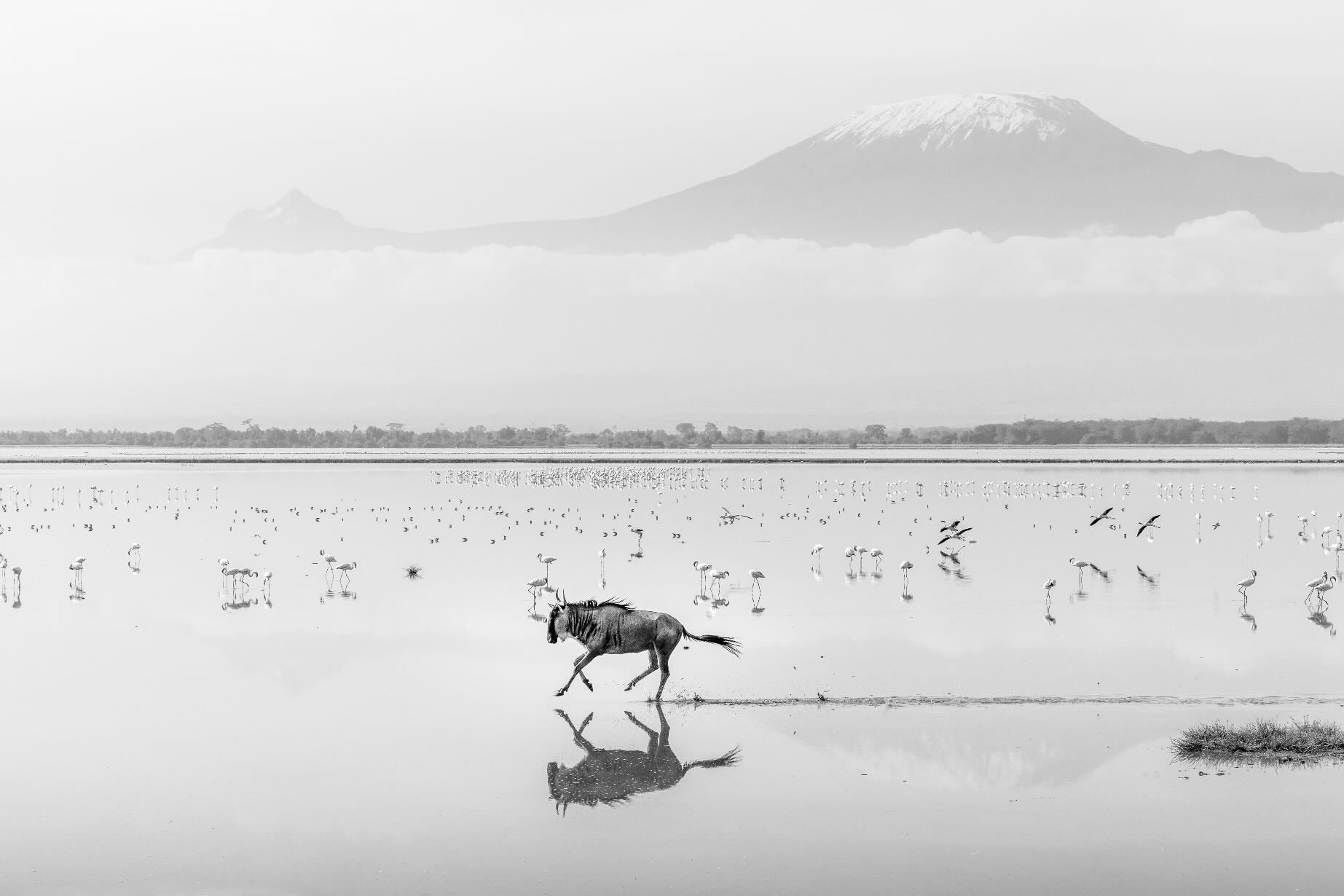 Reflection of Freedom