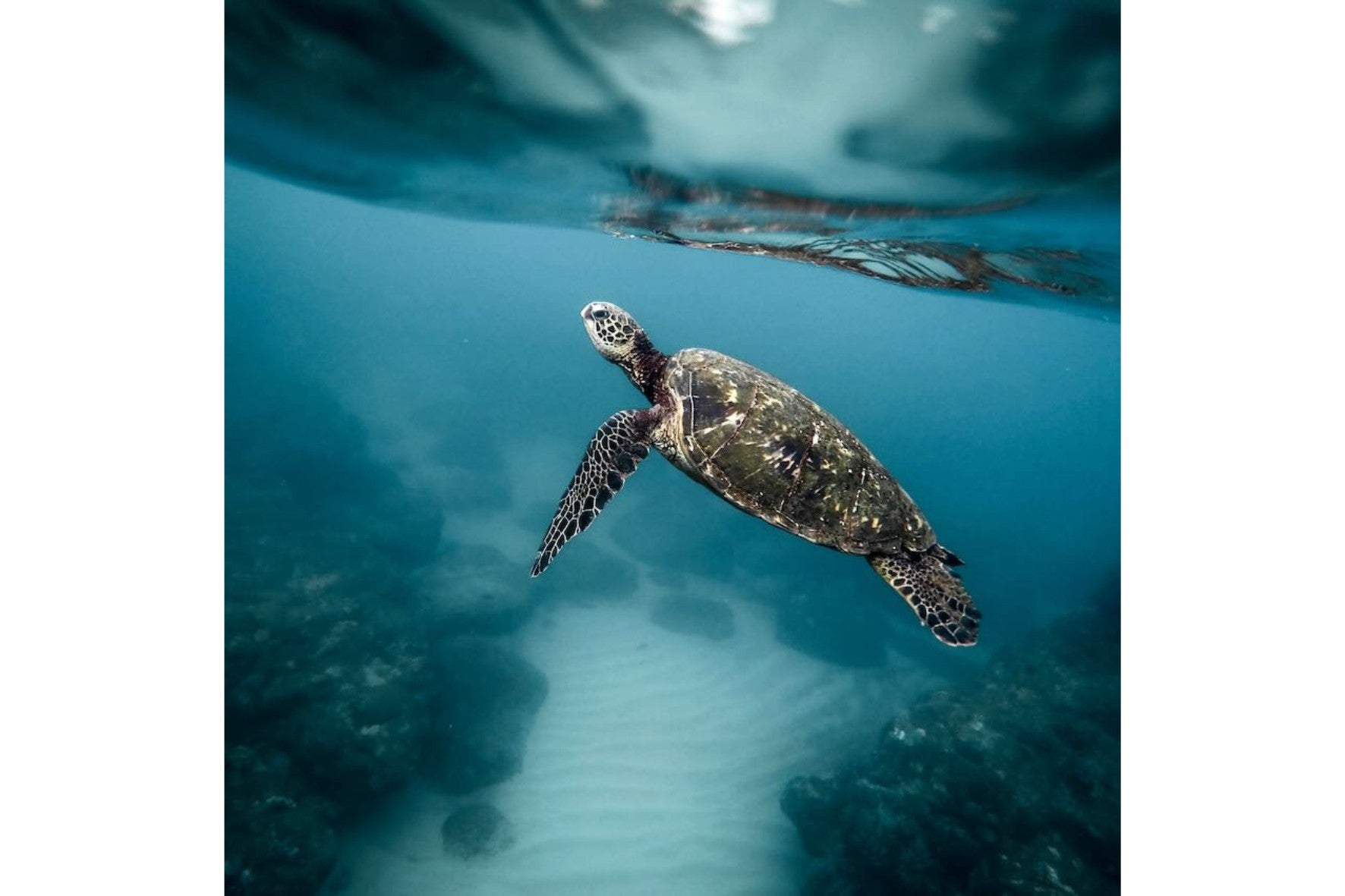 Sea Turtle