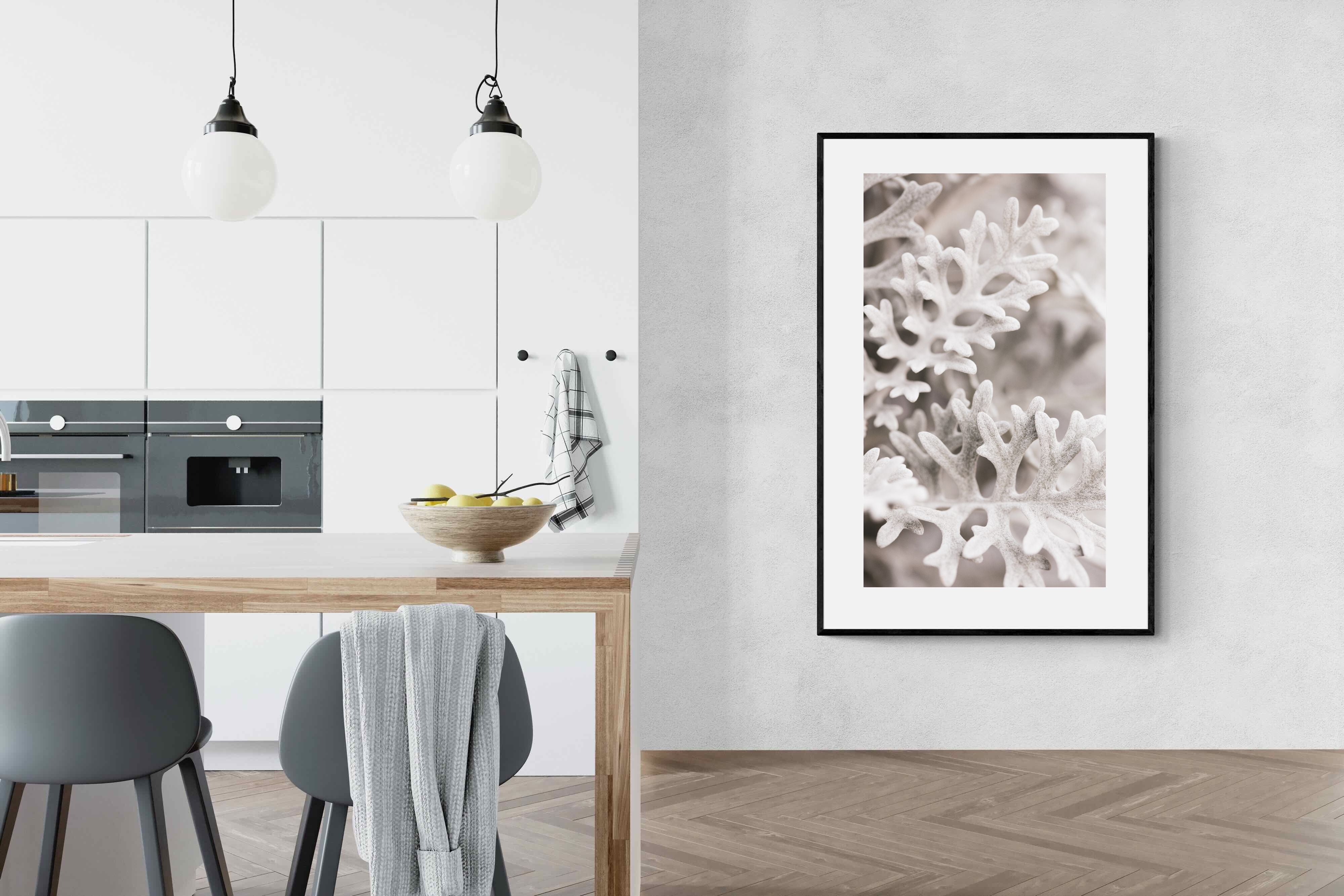 Pixalot Senecio Cineraria