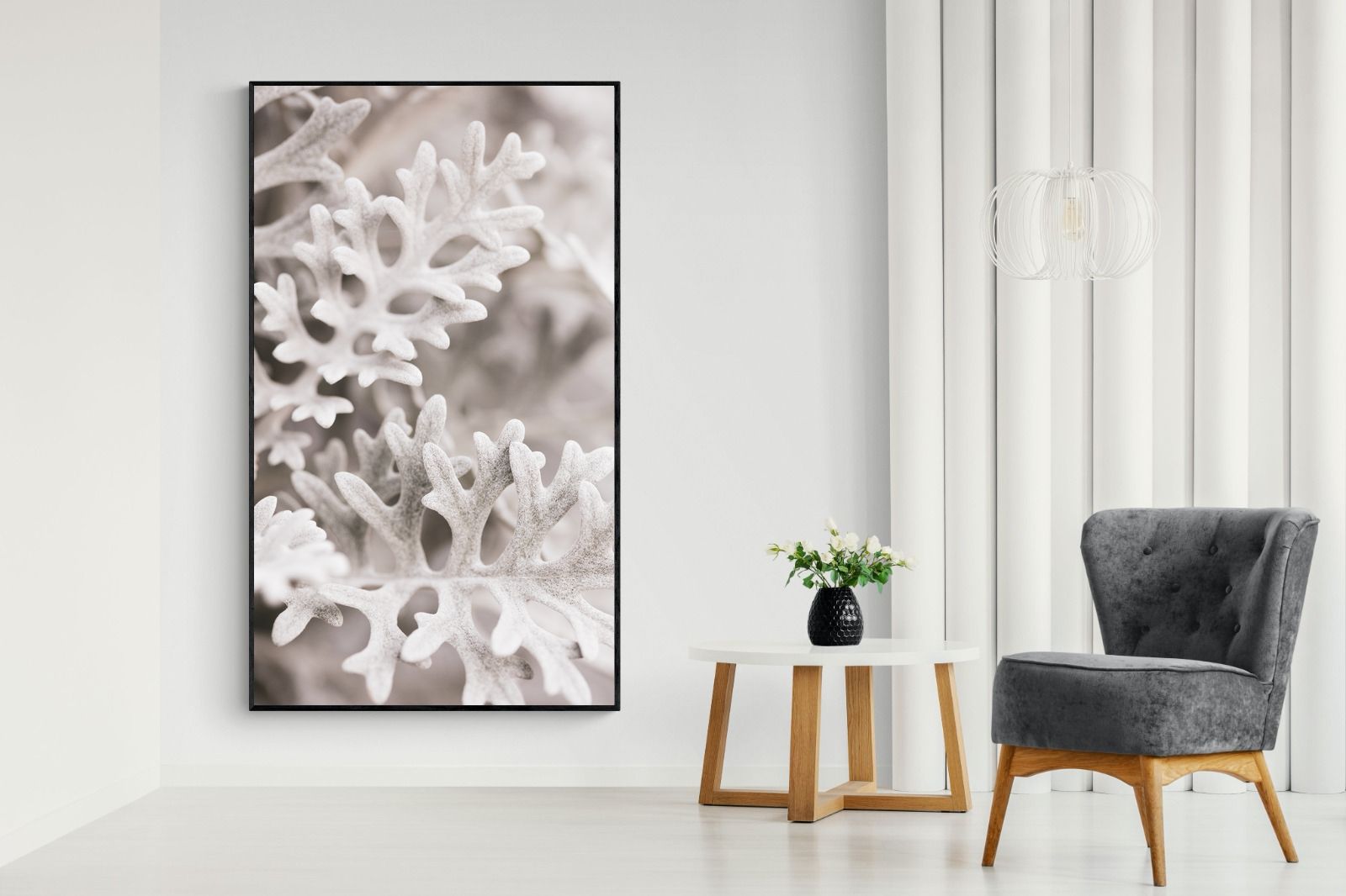 Pixalot Senecio Cineraria