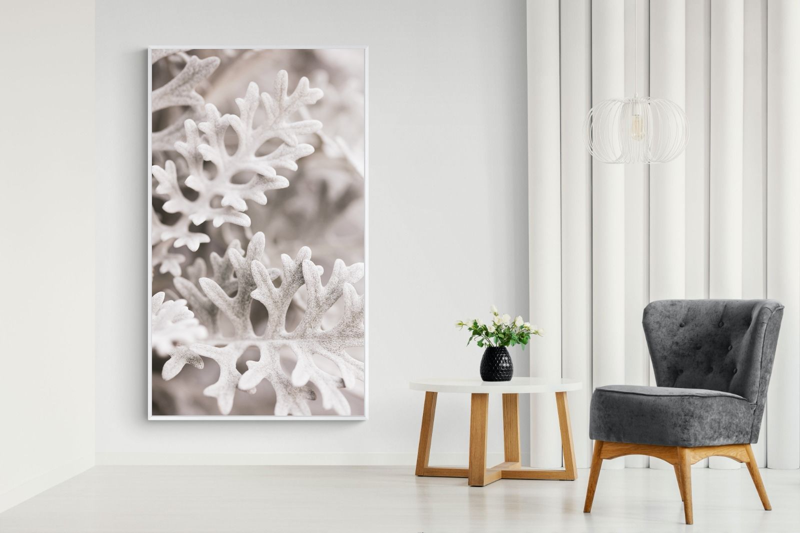 Pixalot Senecio Cineraria