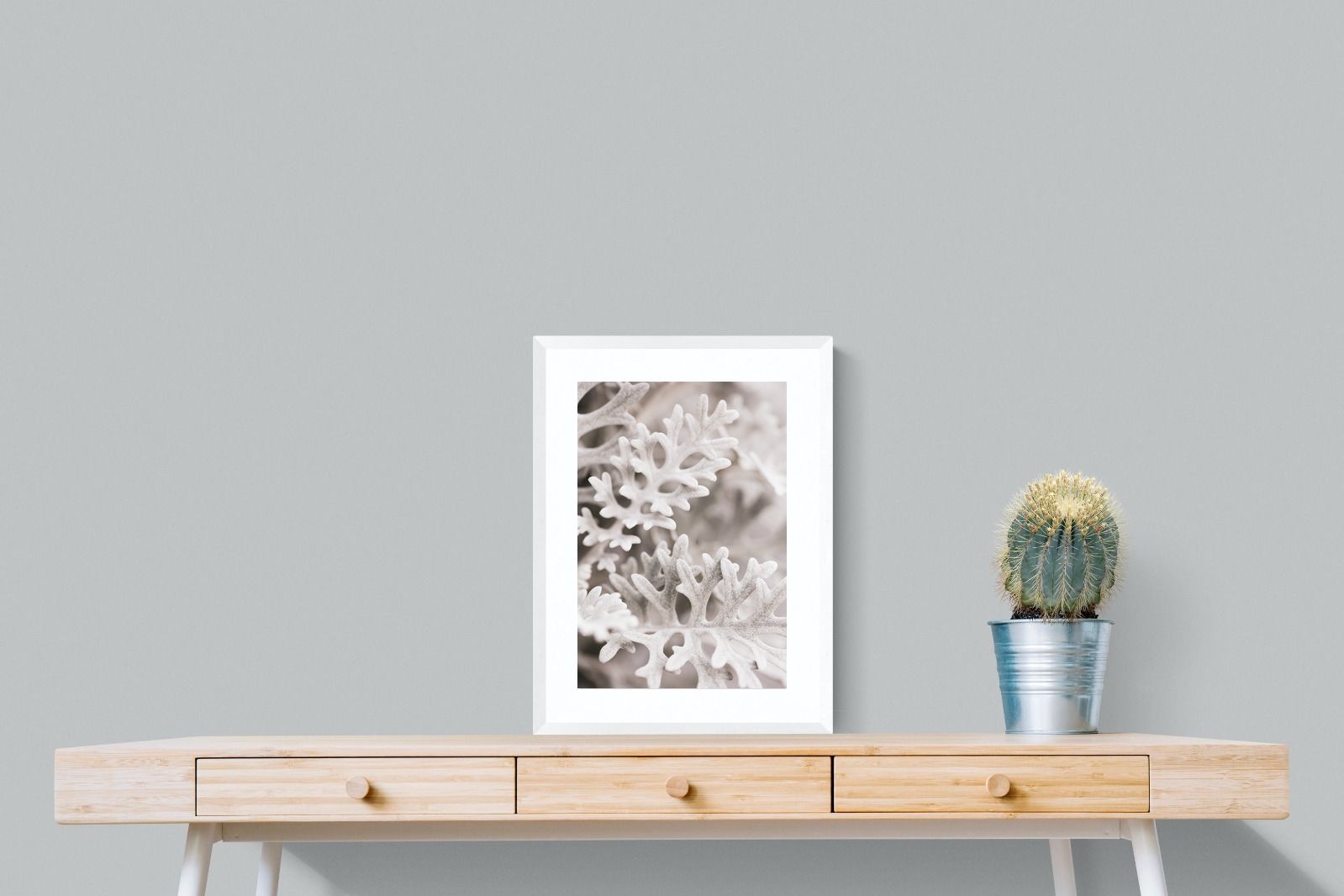 Pixalot Senecio Cineraria