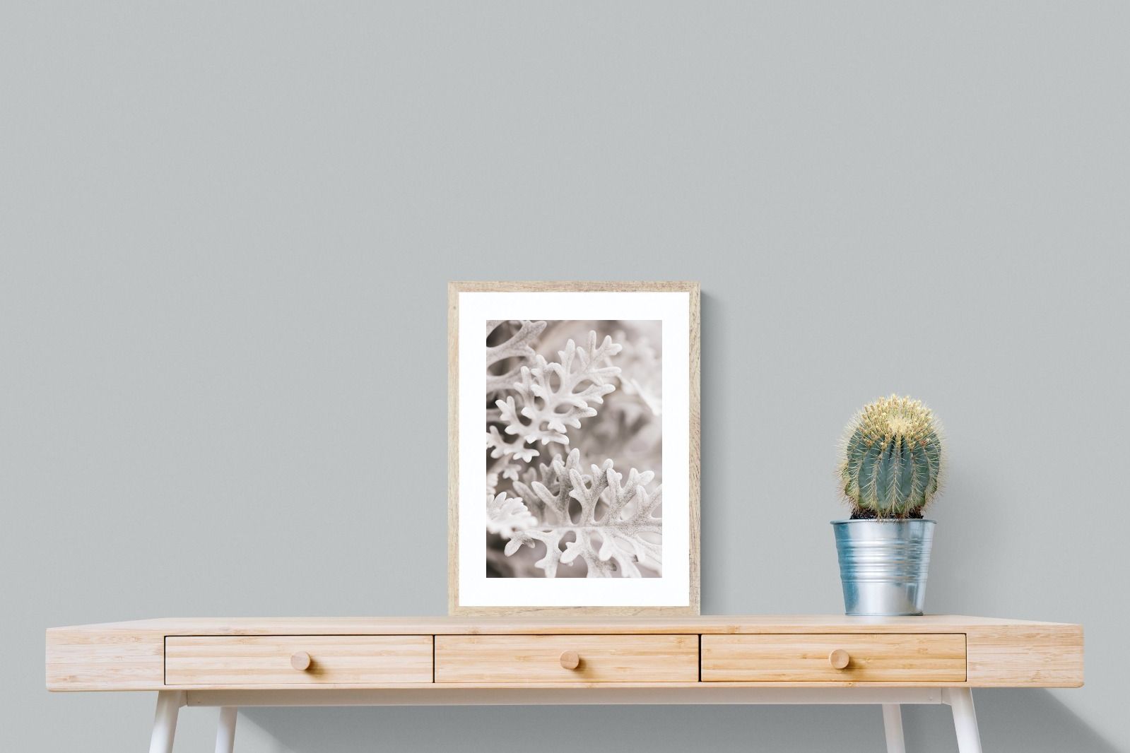 Pixalot Senecio Cineraria