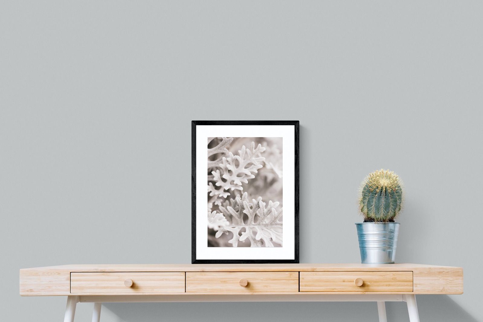 Pixalot Senecio Cineraria