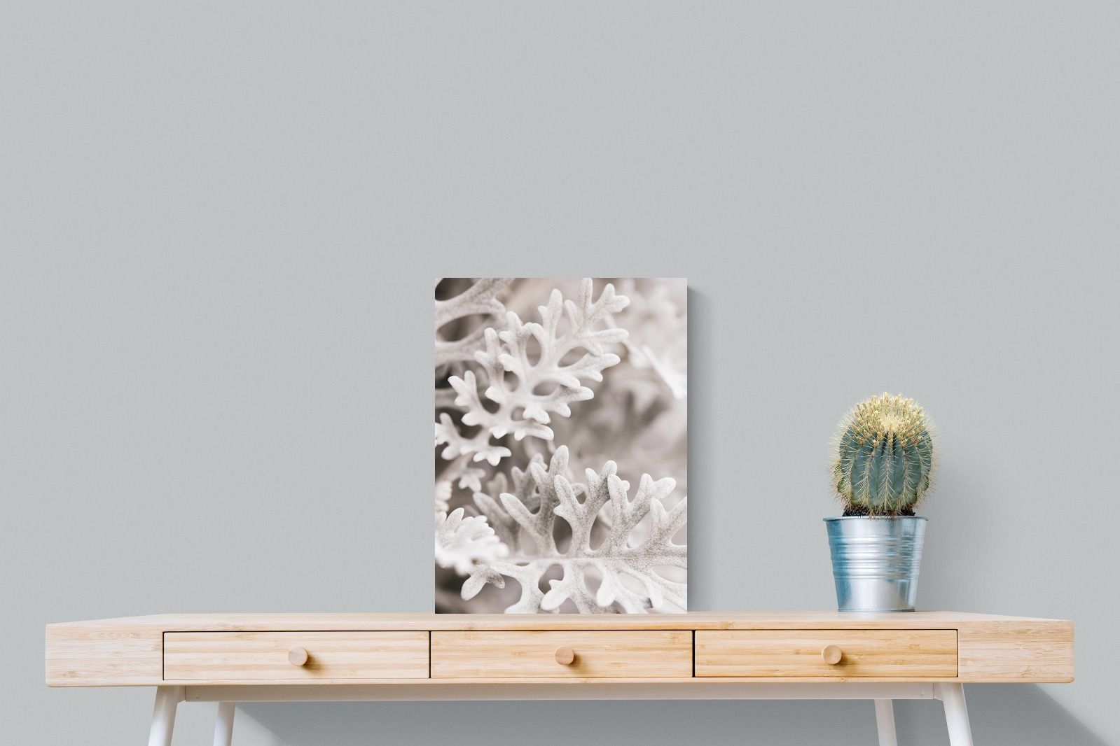 Pixalot Senecio Cineraria