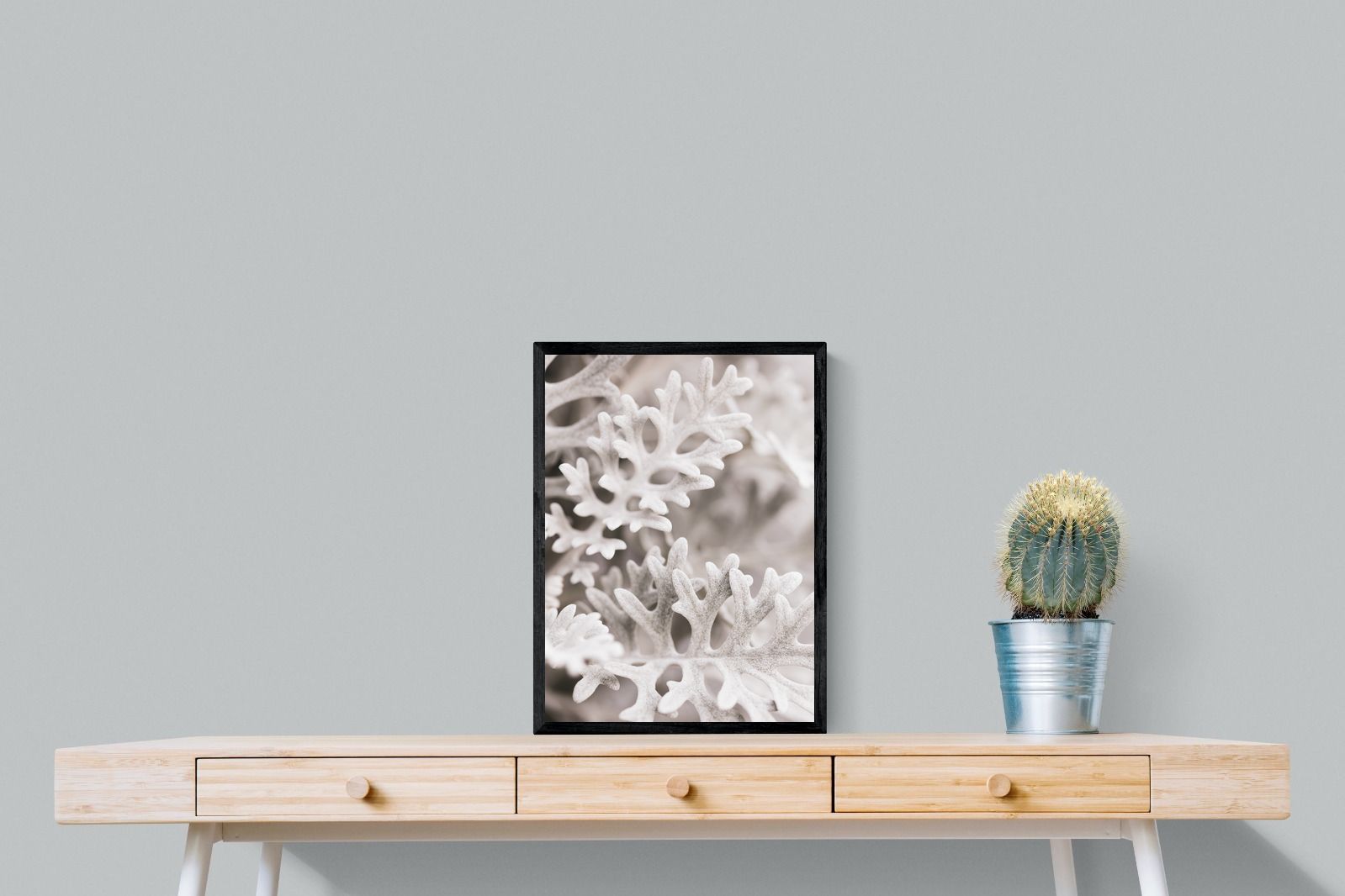 Pixalot Senecio Cineraria