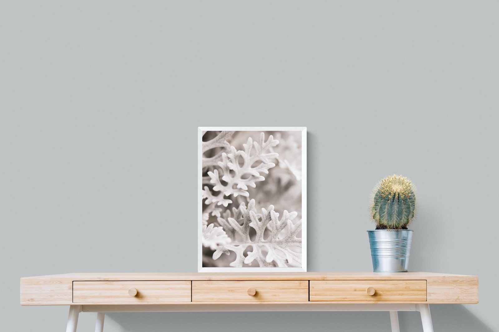 Pixalot Senecio Cineraria