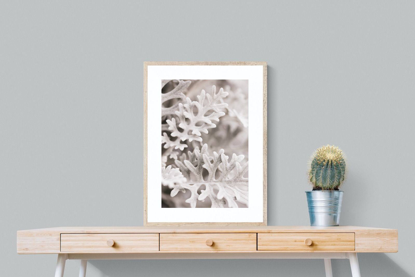 Pixalot Senecio Cineraria