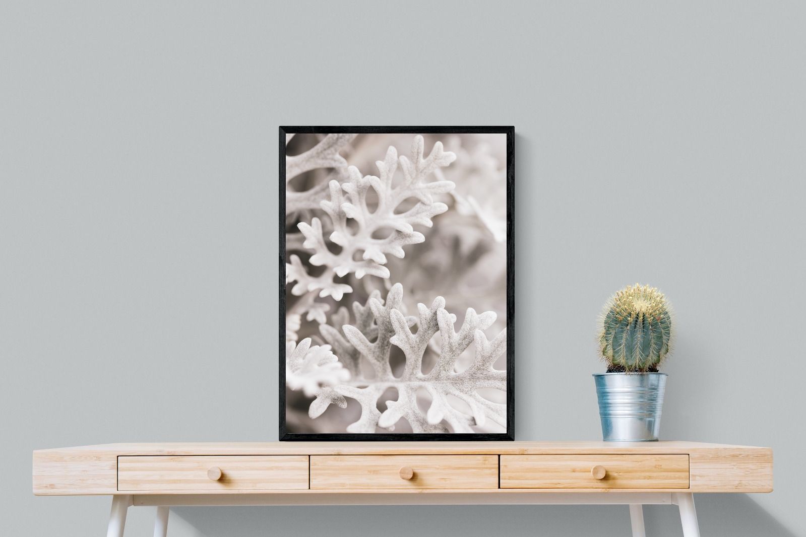 Pixalot Senecio Cineraria