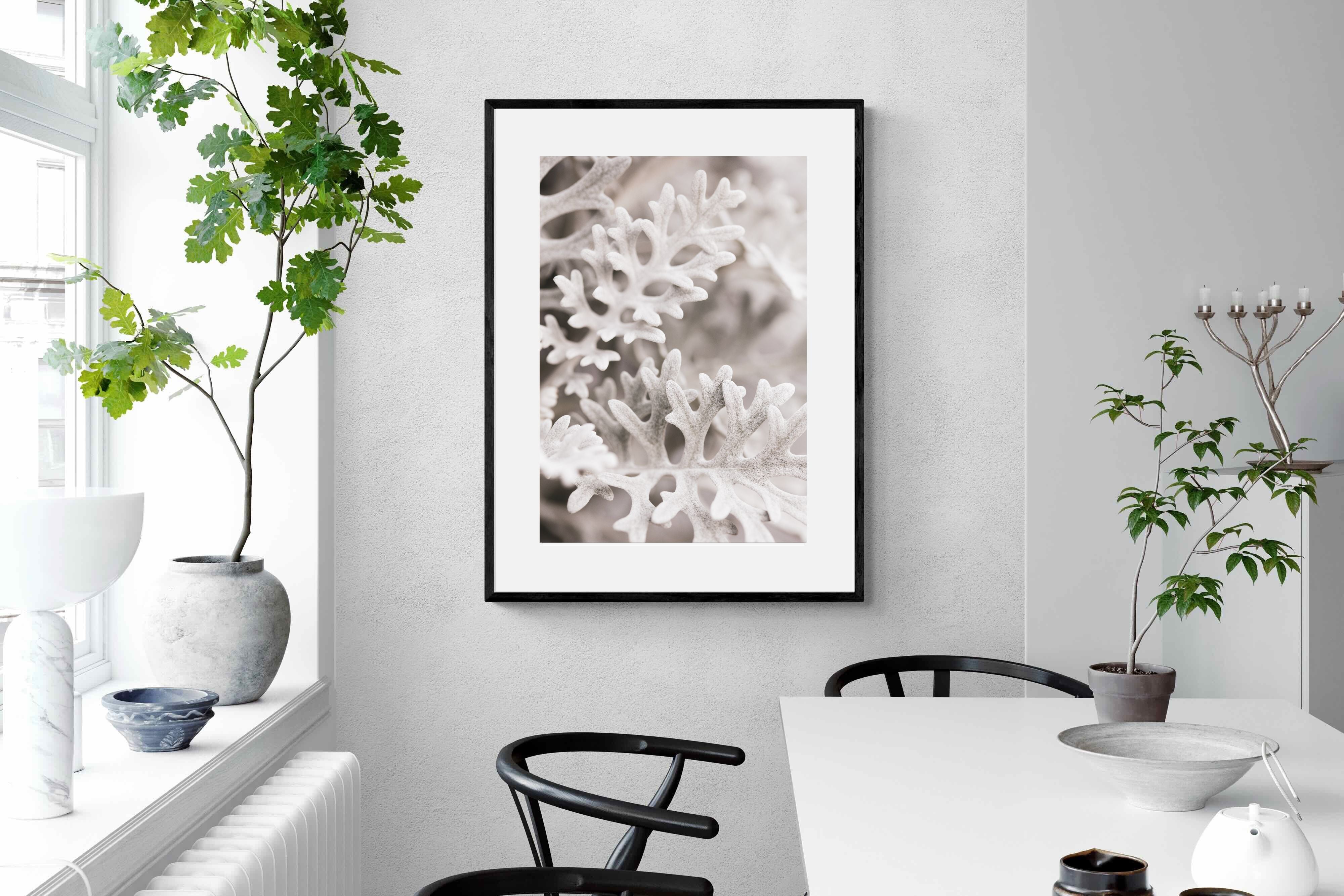 Pixalot Senecio Cineraria