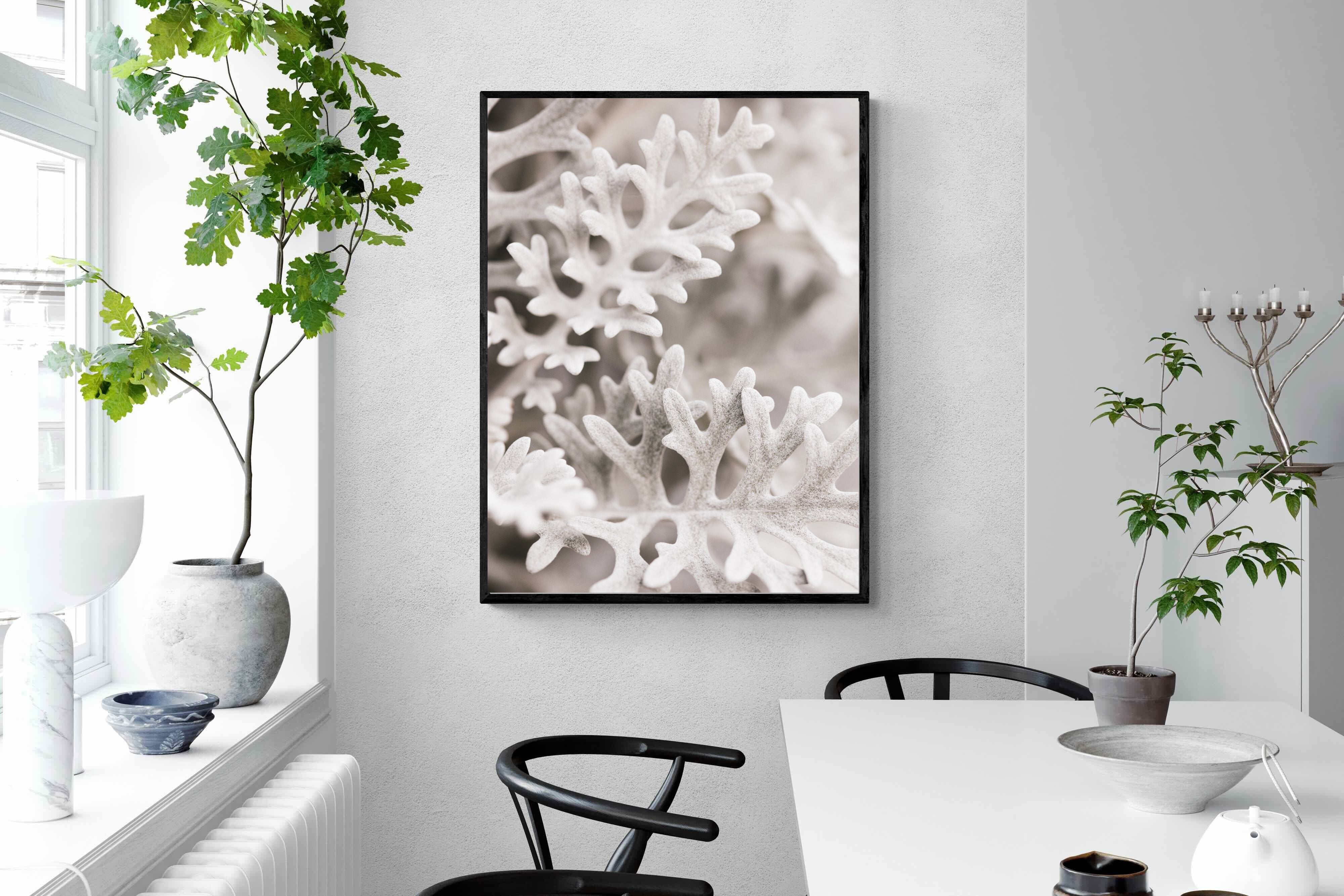 Pixalot Senecio Cineraria