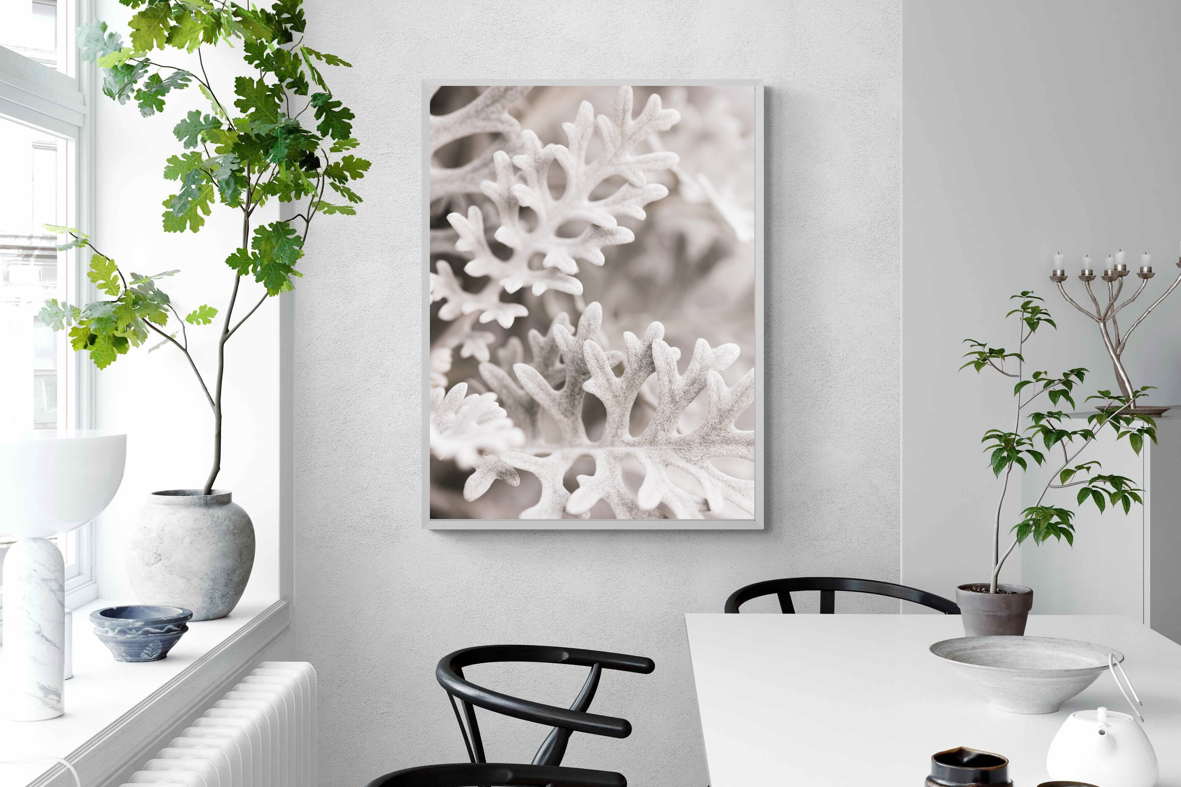 Pixalot Senecio Cineraria