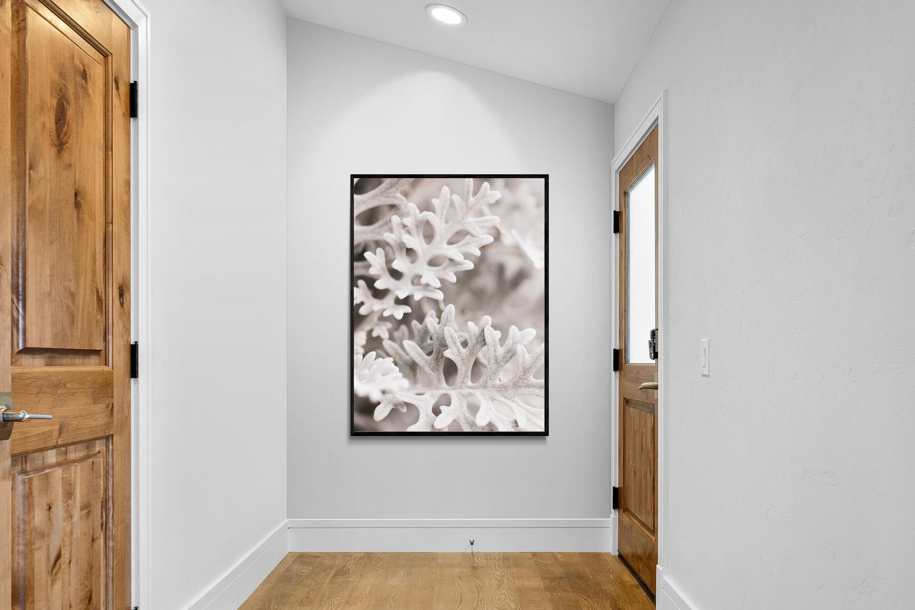 Pixalot Senecio Cineraria