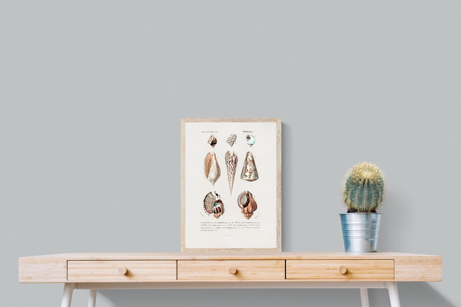 Pixalot Shell Study No. 1