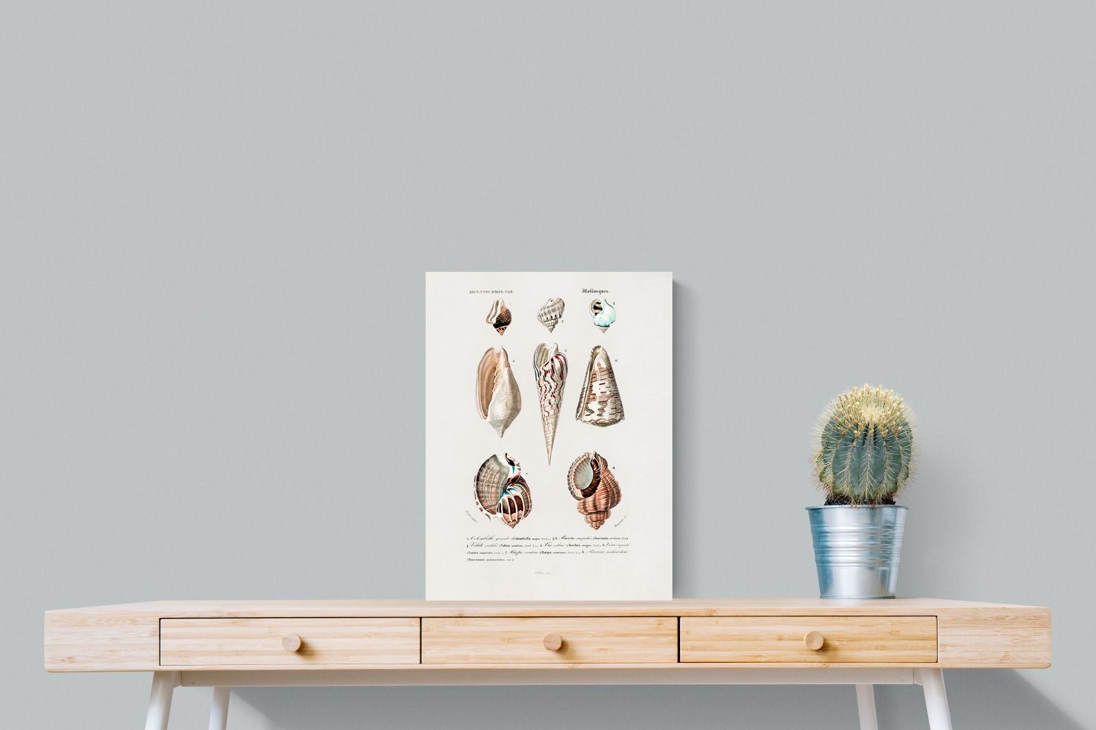 Pixalot Shell Study No. 1