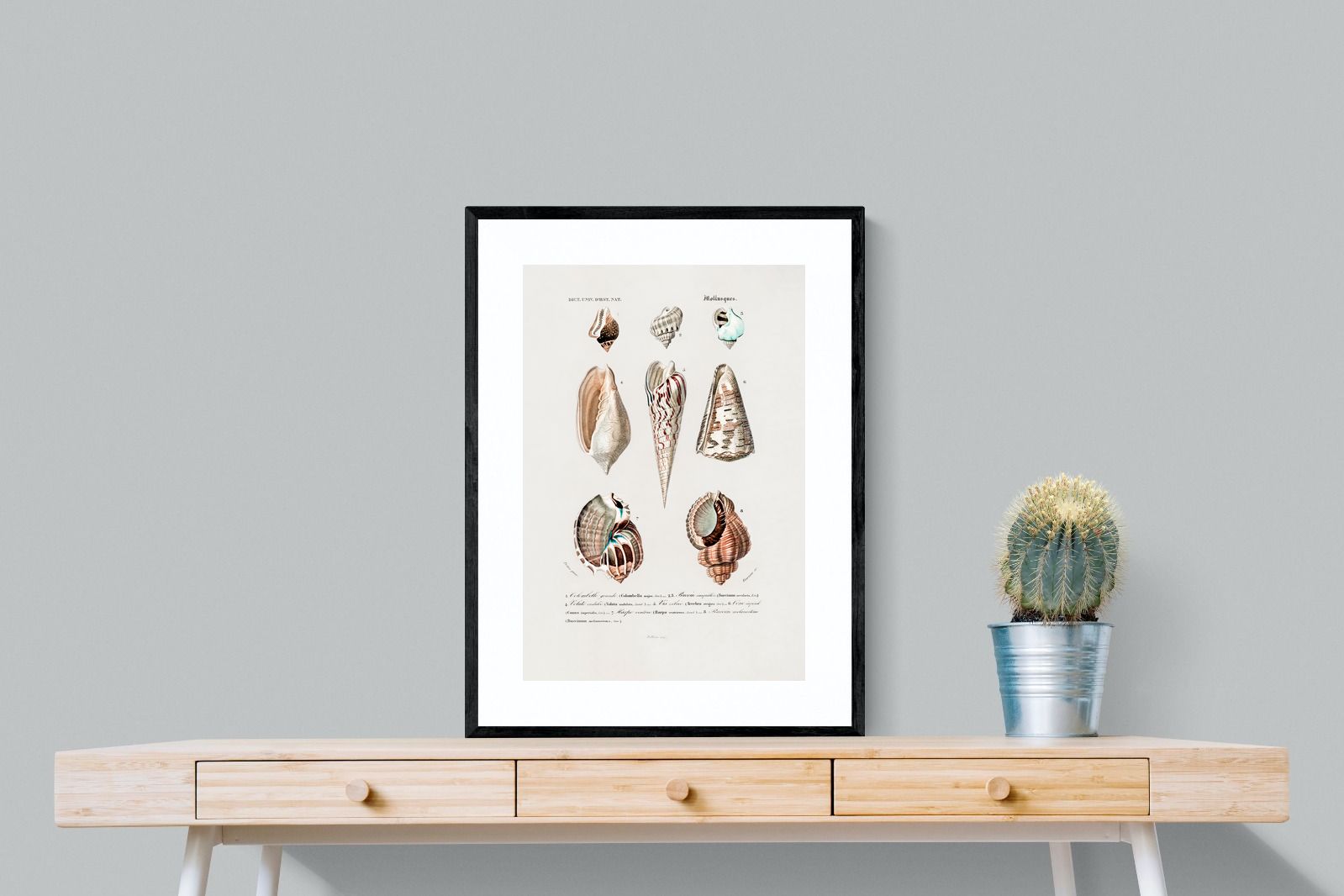 Pixalot Shell Study No. 1