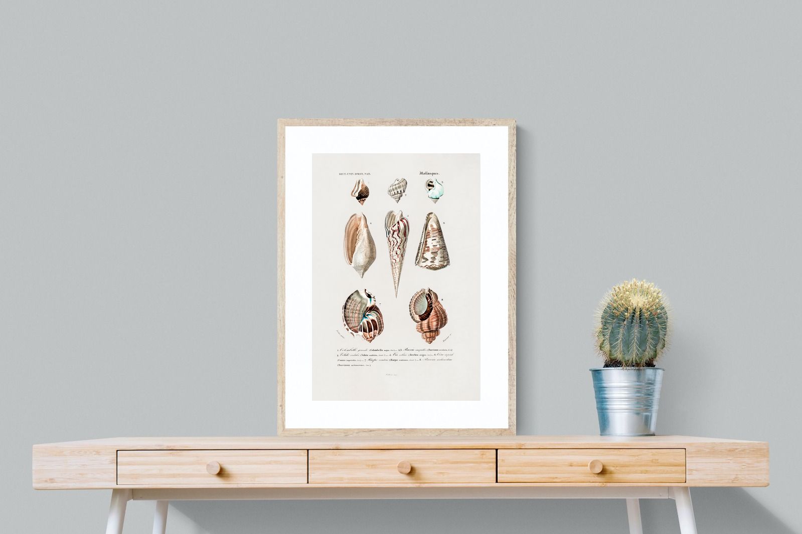 Pixalot Shell Study No. 1