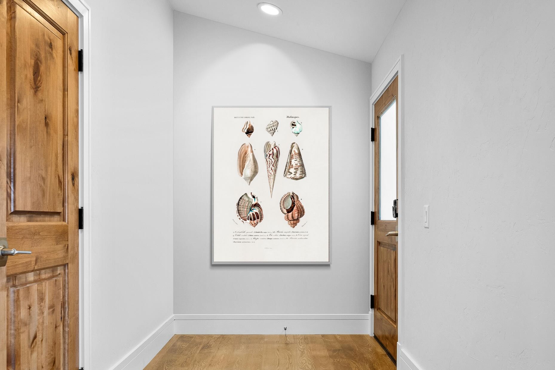 Pixalot Shell Study No. 1