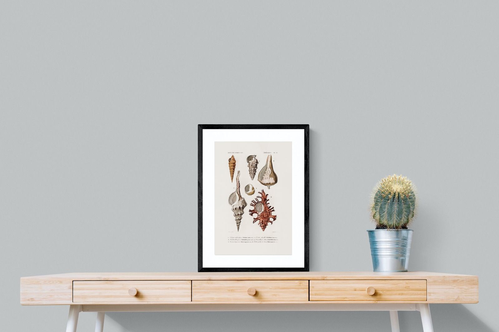 Pixalot Shell Study No. 2