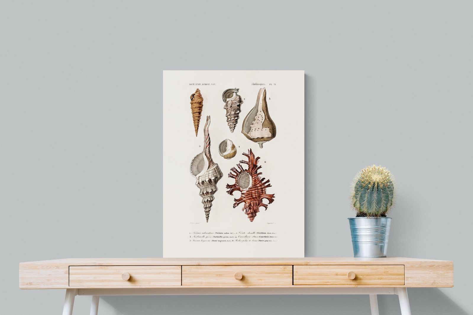 Pixalot Shell Study No. 2