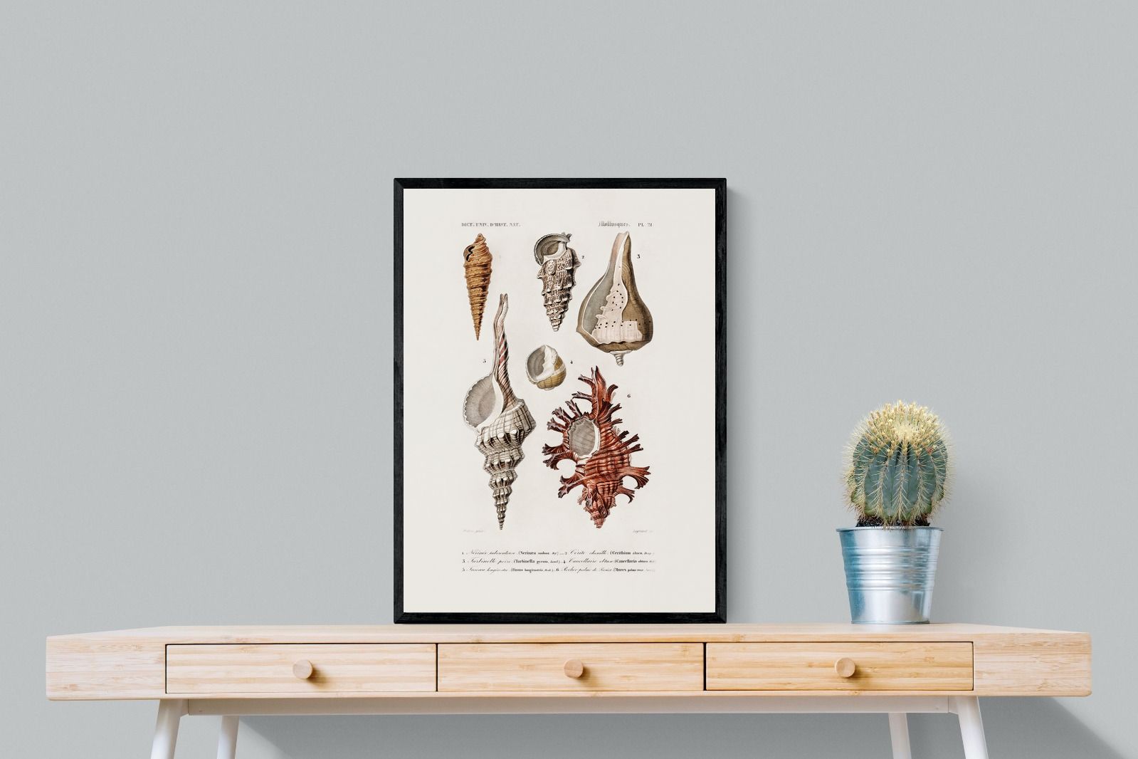 Pixalot Shell Study No. 2