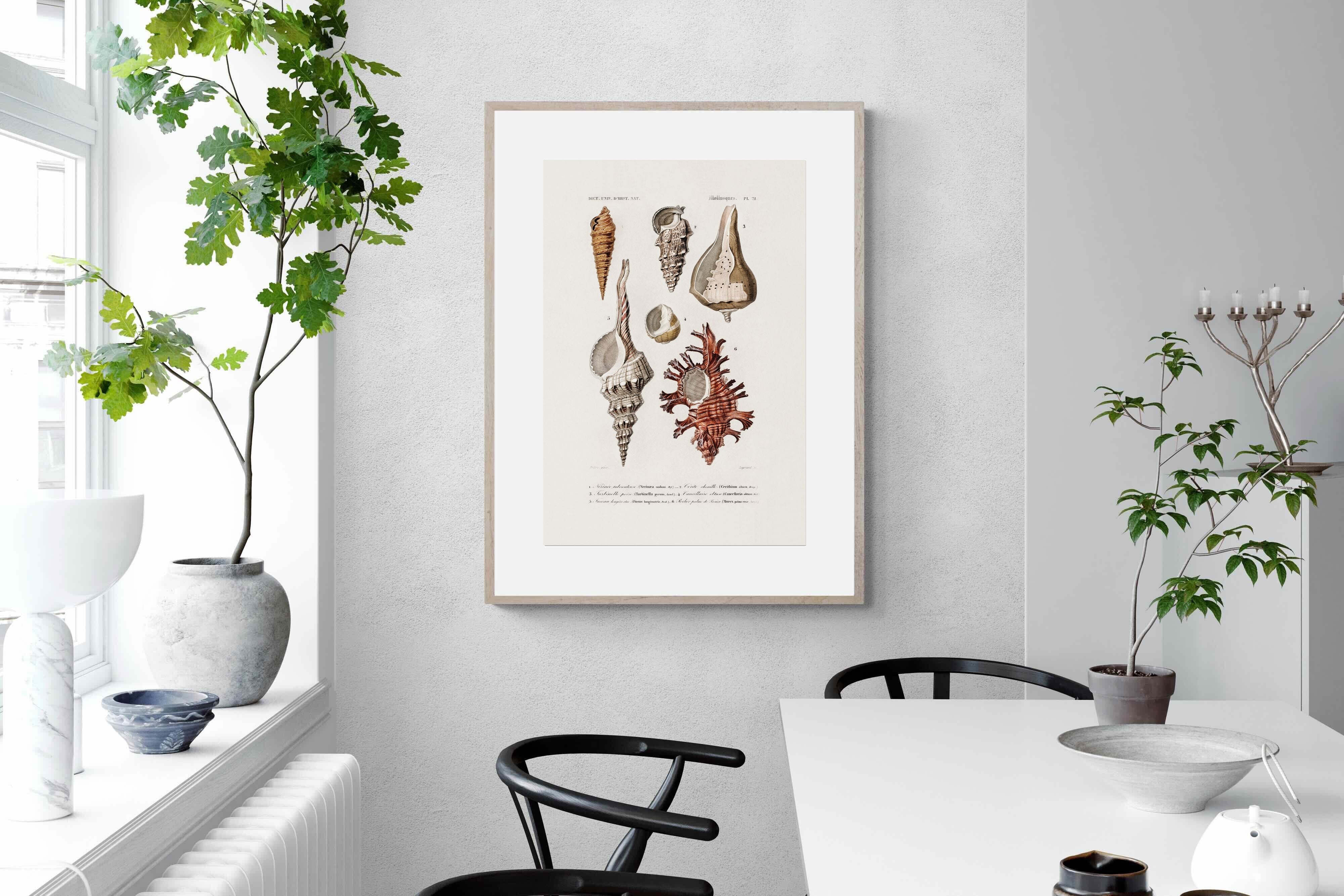 Pixalot Shell Study No. 2