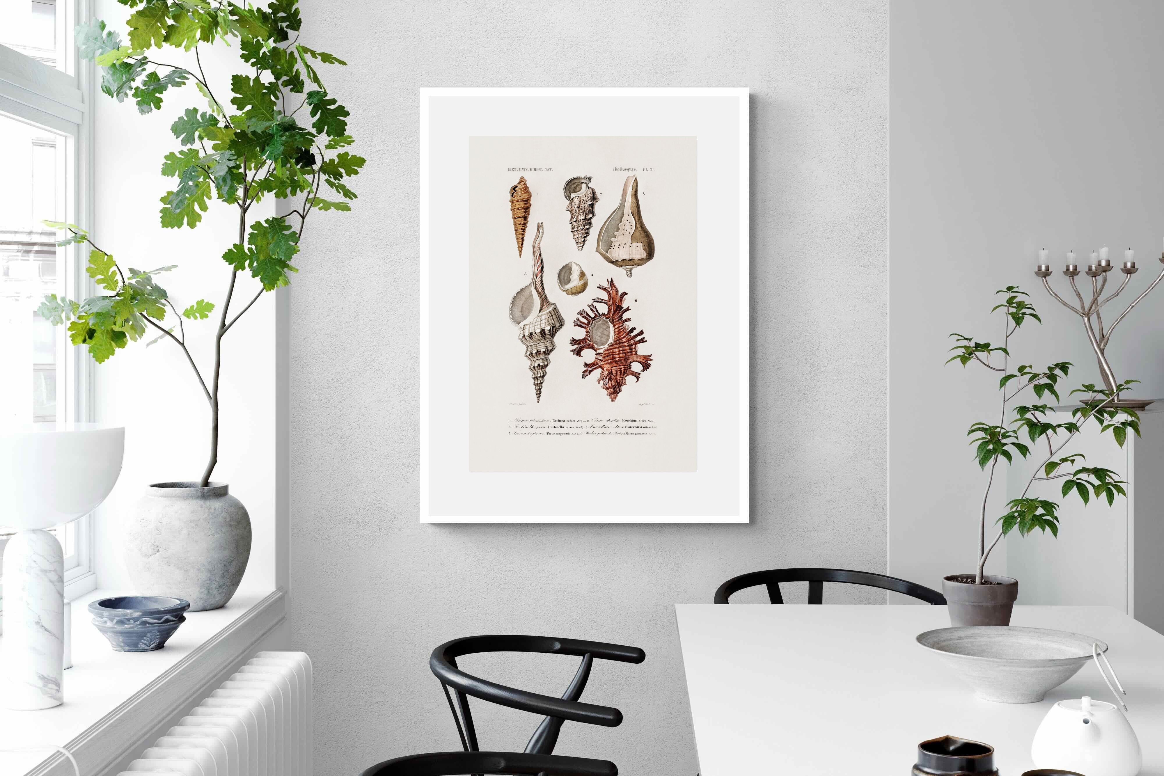 Pixalot Shell Study No. 2