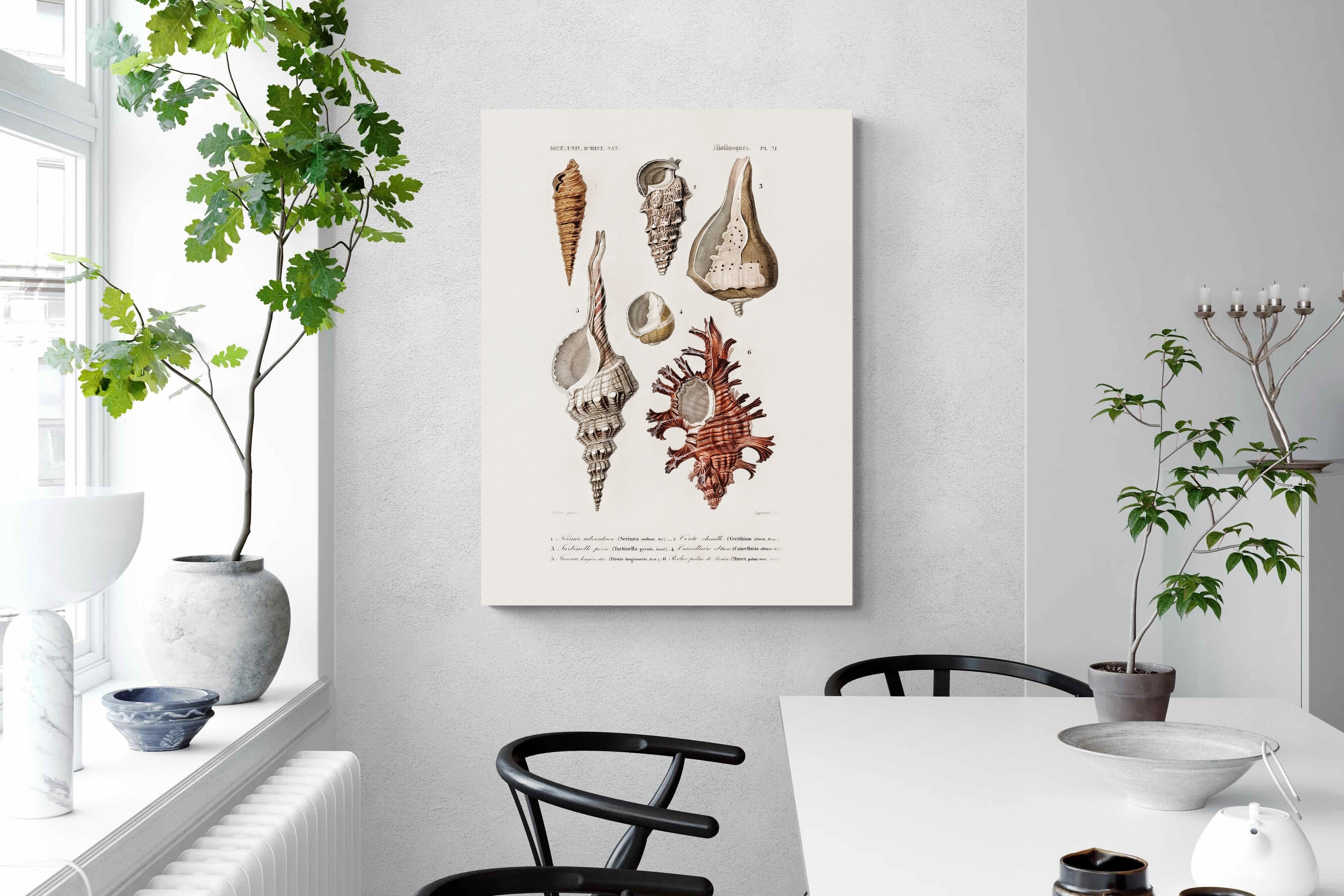 Pixalot Shell Study No. 2