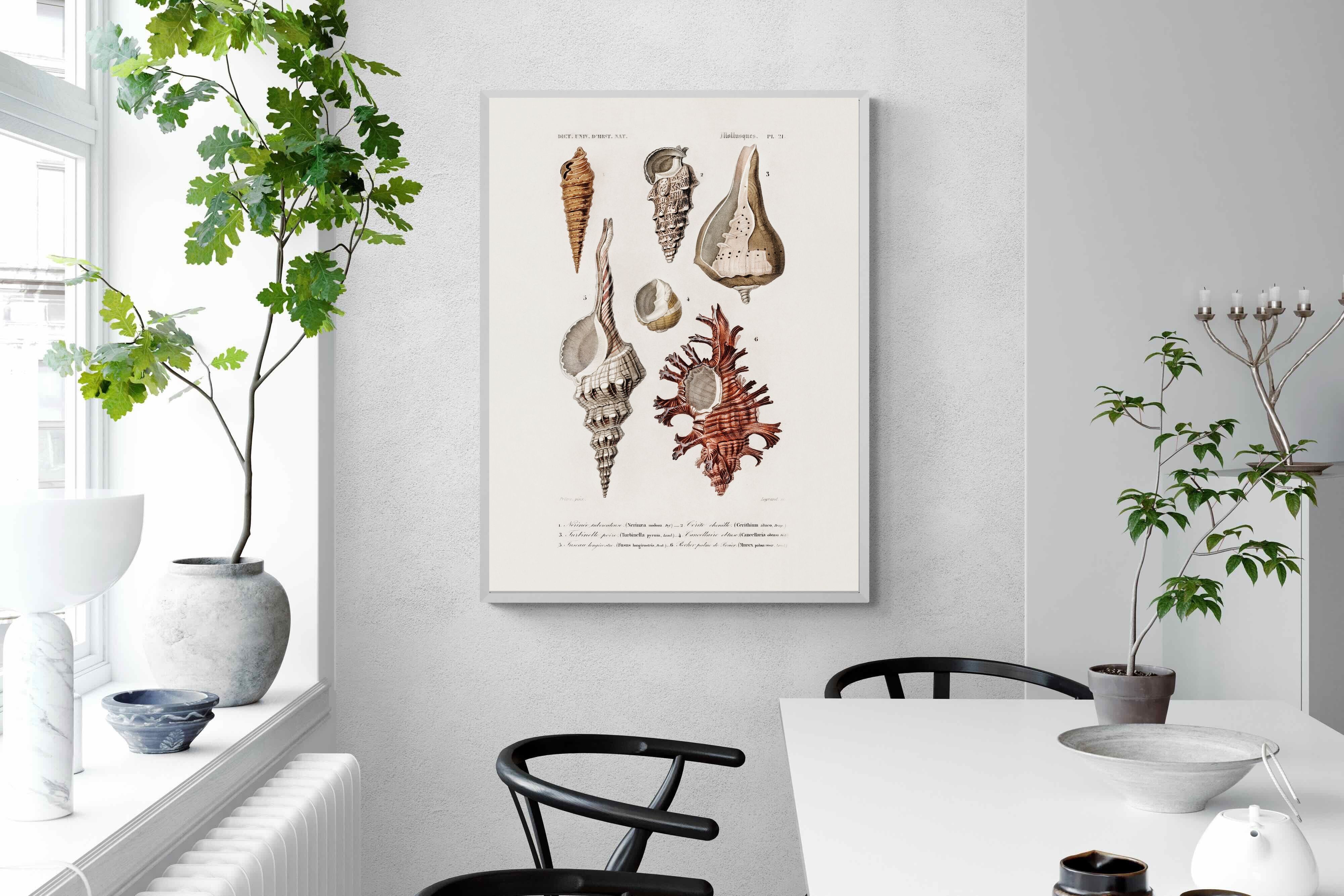 Pixalot Shell Study No. 2