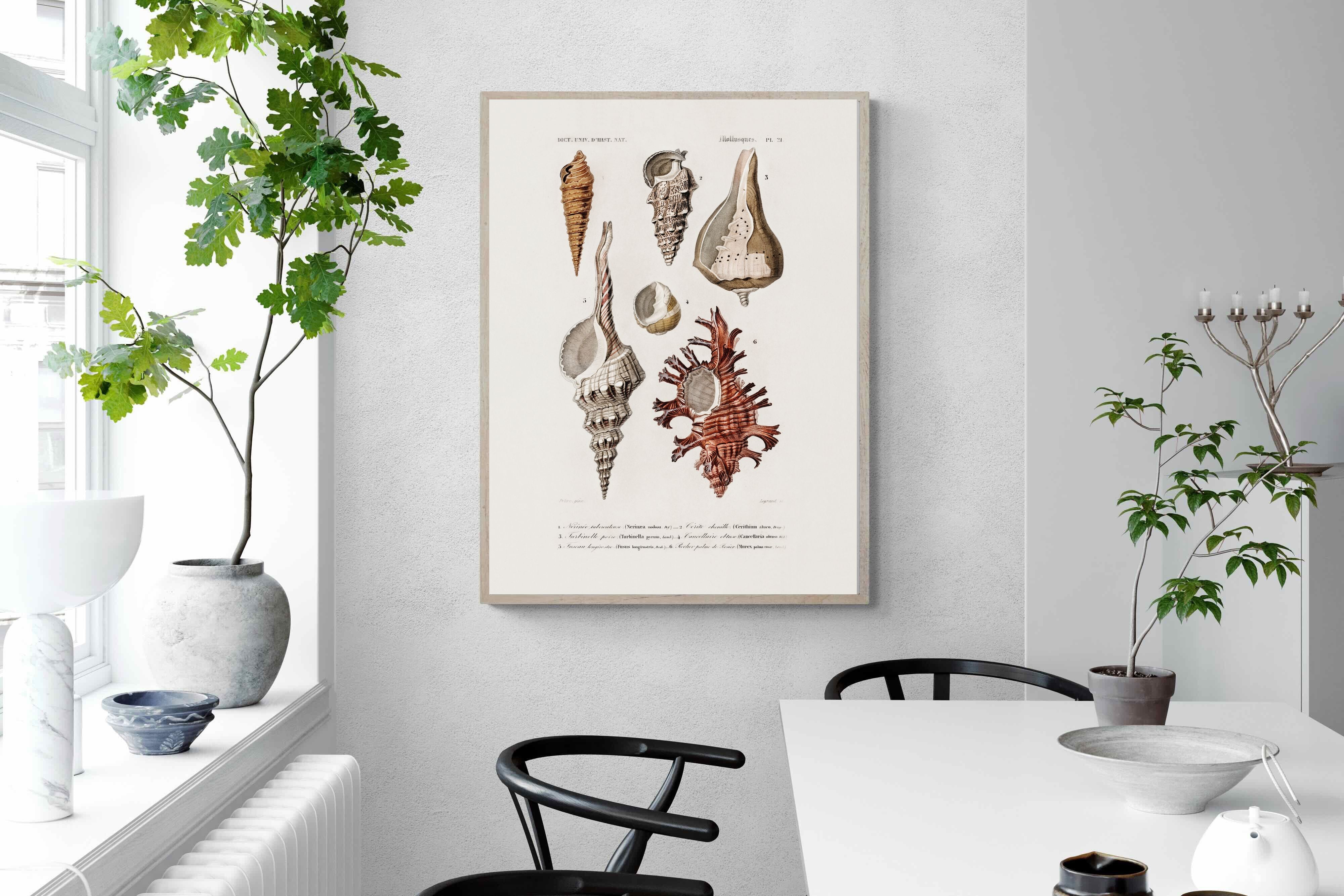 Pixalot Shell Study No. 2