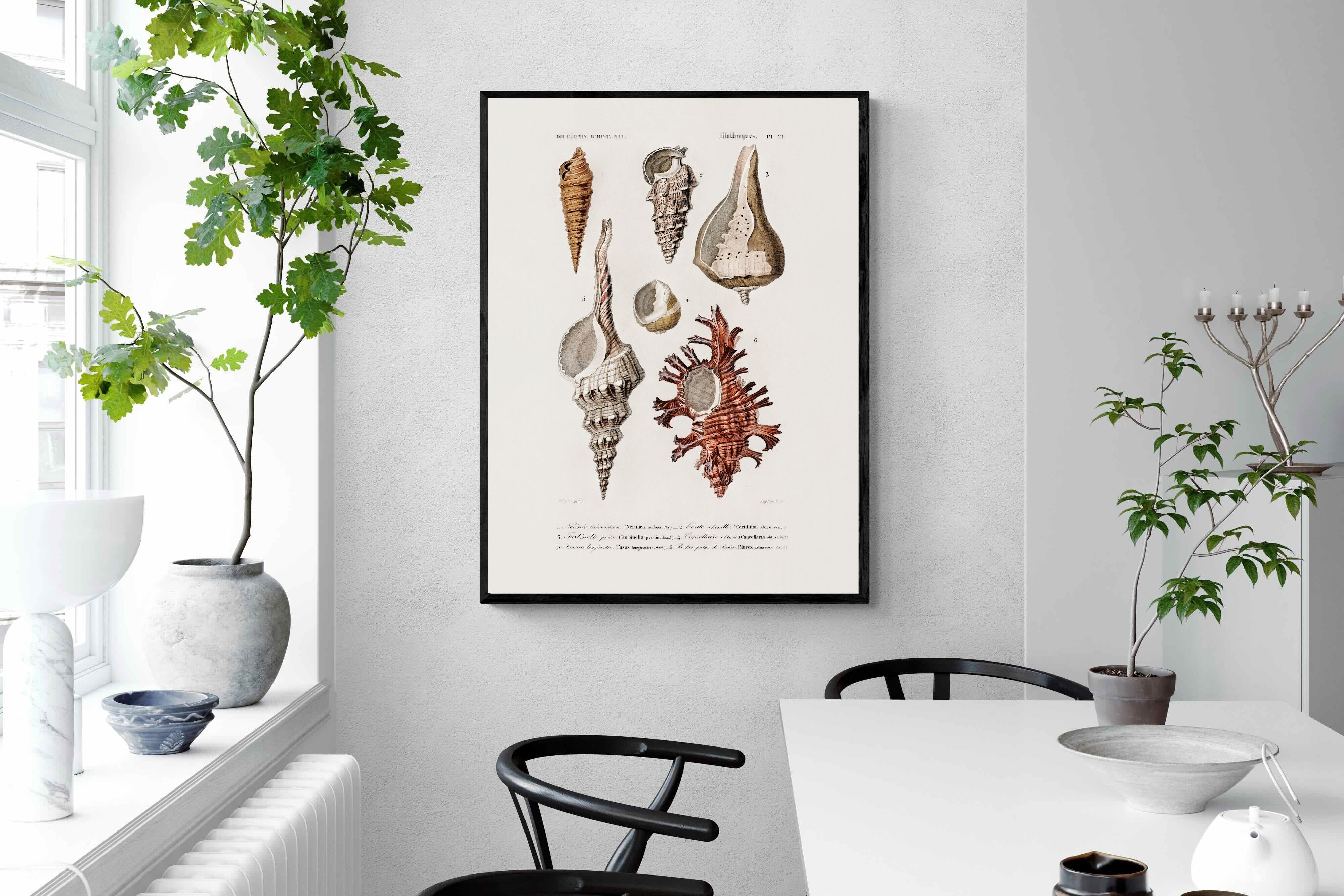 Pixalot Shell Study No. 2